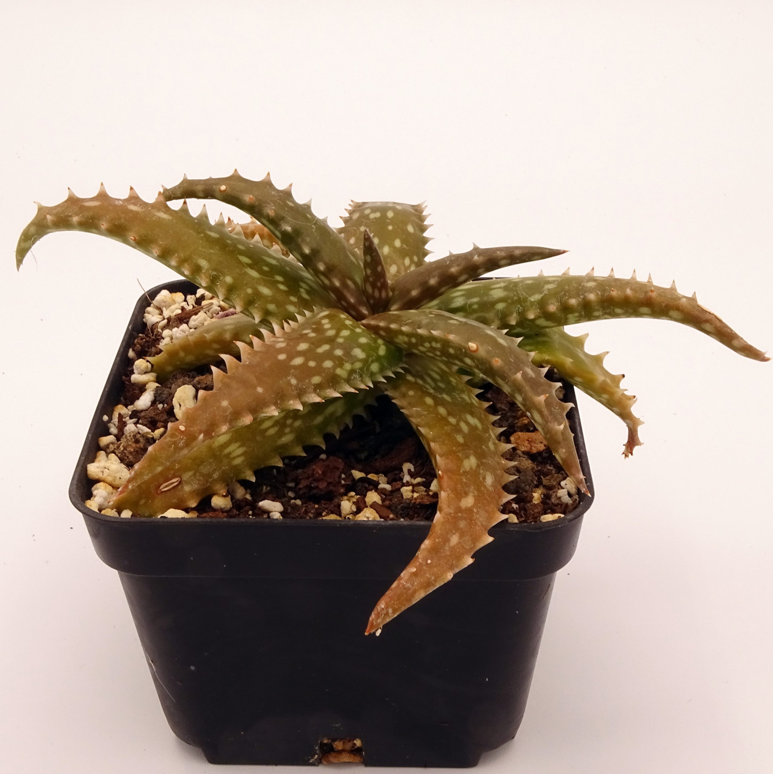 Aloe dorothea x juvenna – Image 5
