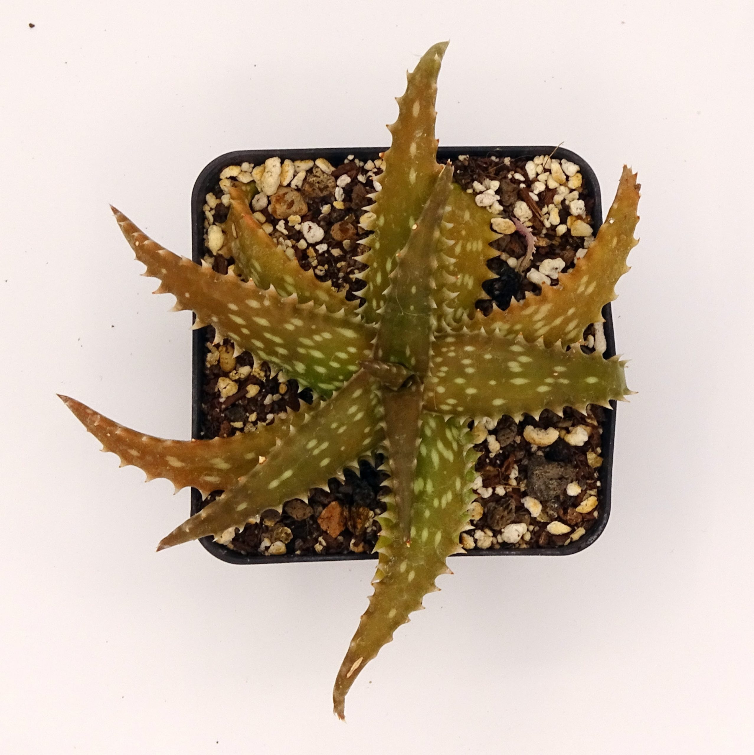 Aloe dorothea x juvenna – Image 2