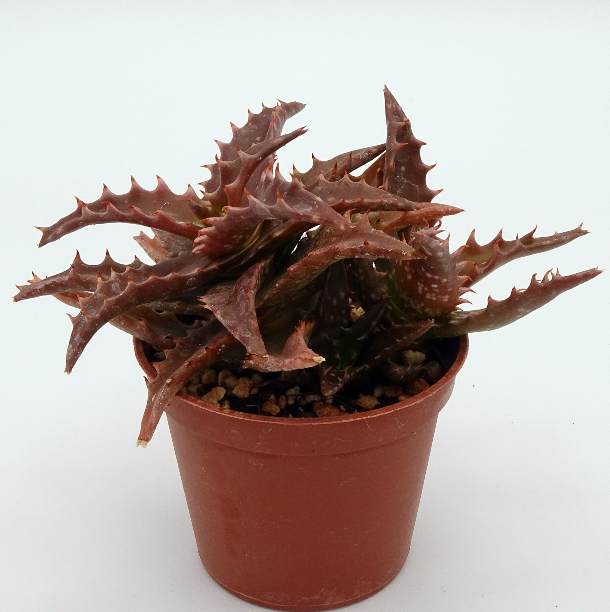 Aloe 'Nuda'