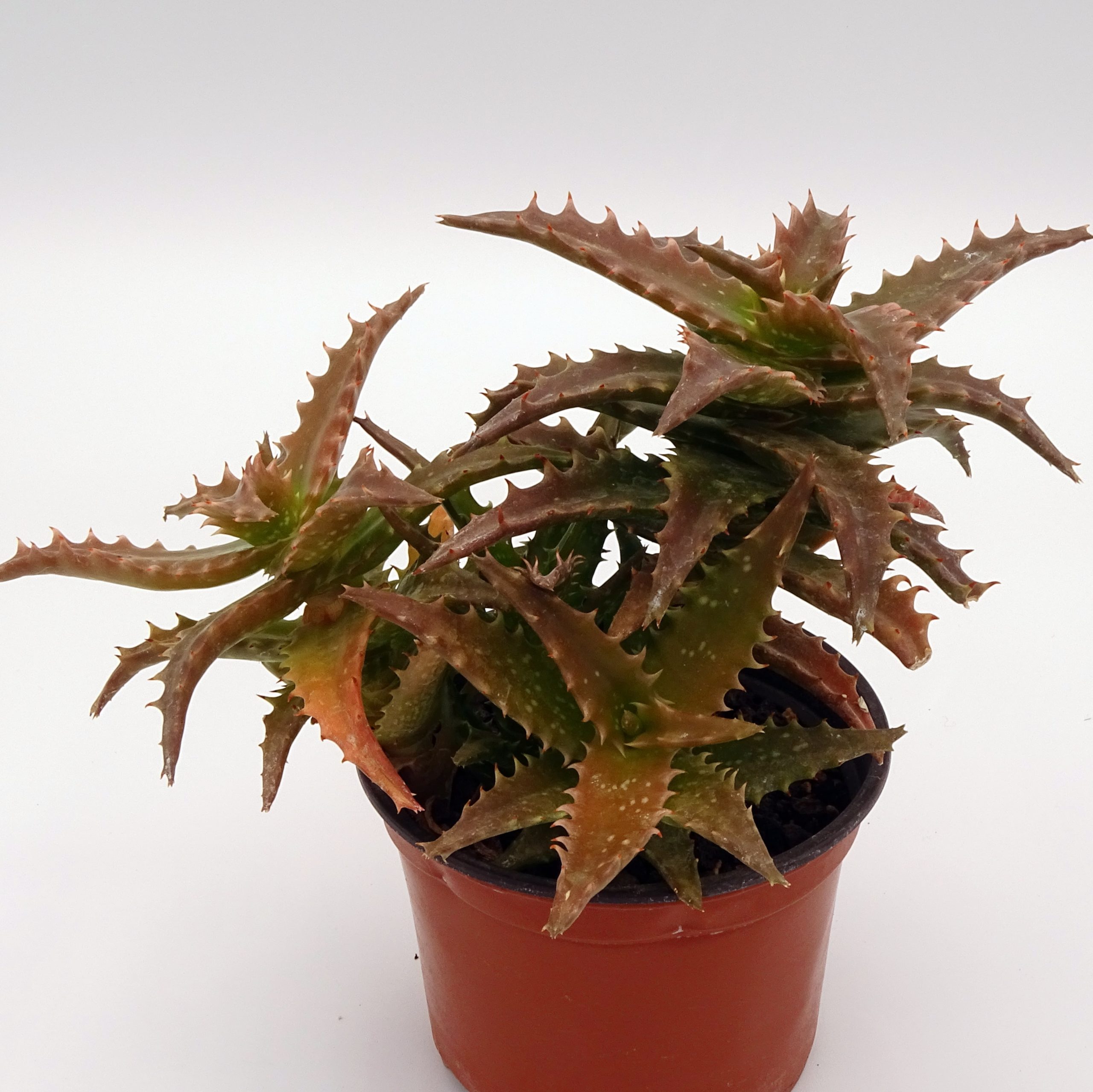 Aloe 'Nuda'