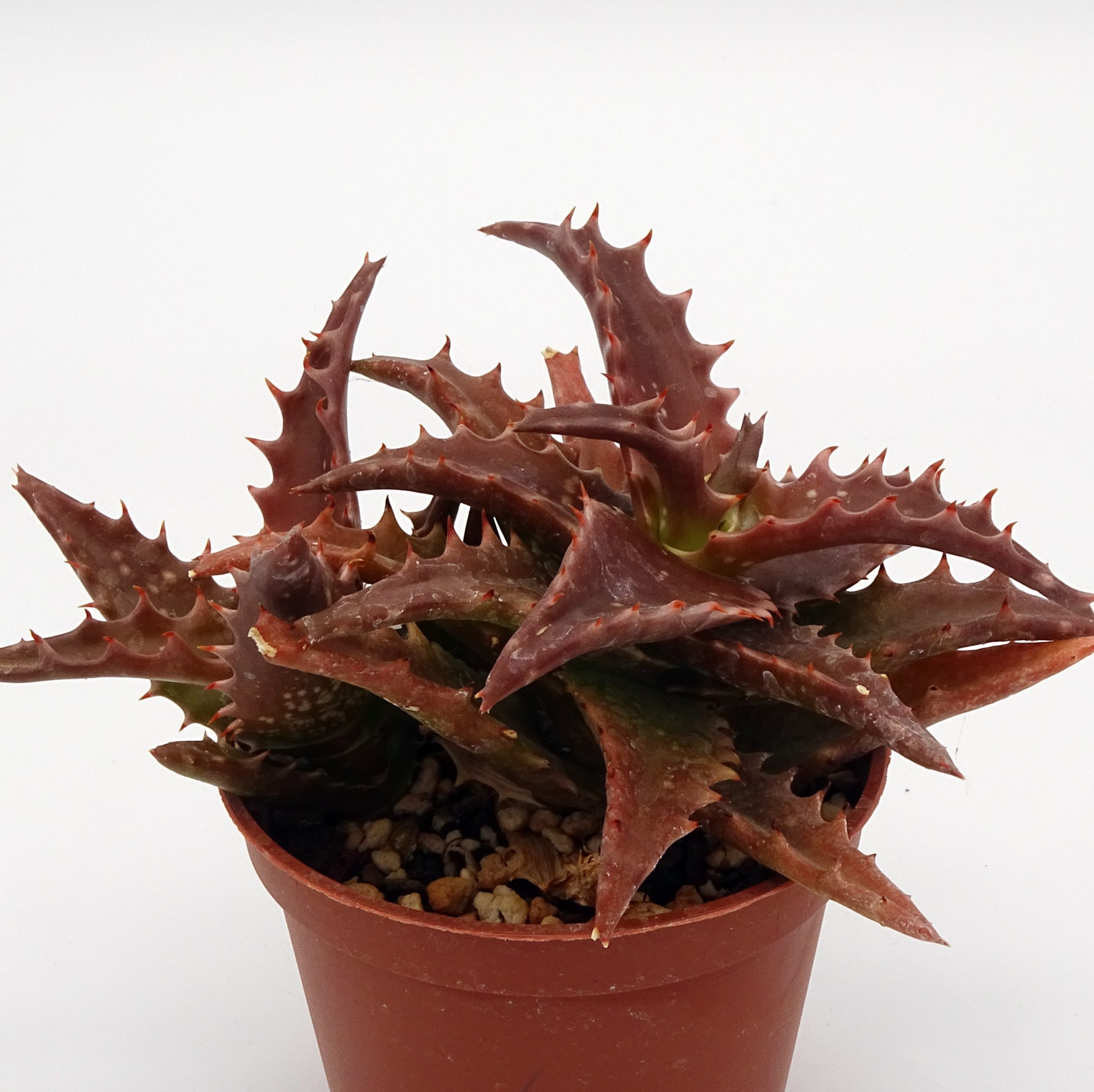 Aloe 'Nuda' – Image 3