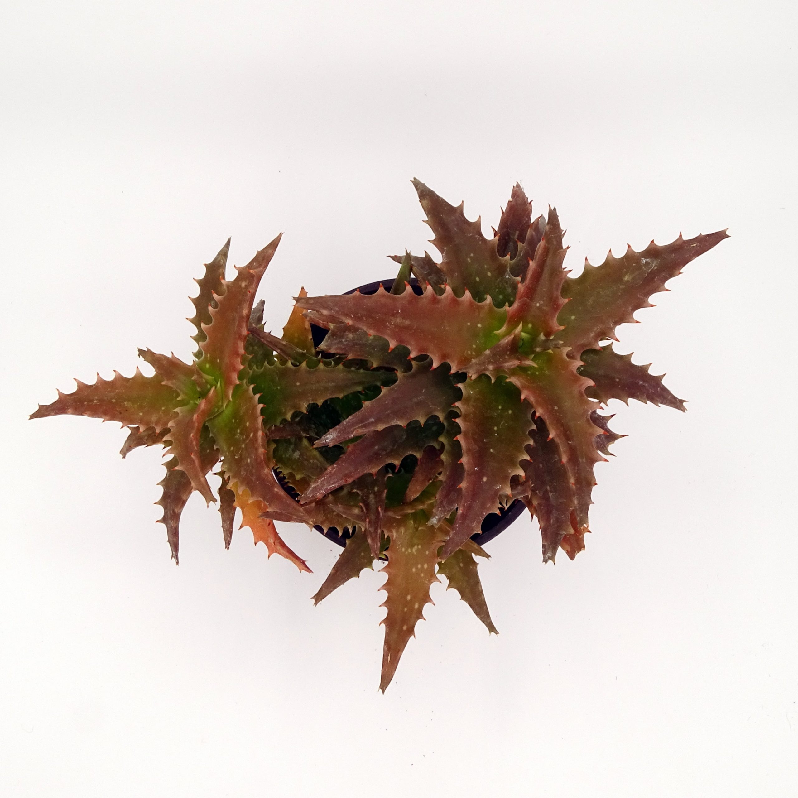 Aloe 'Nuda' – Image 2