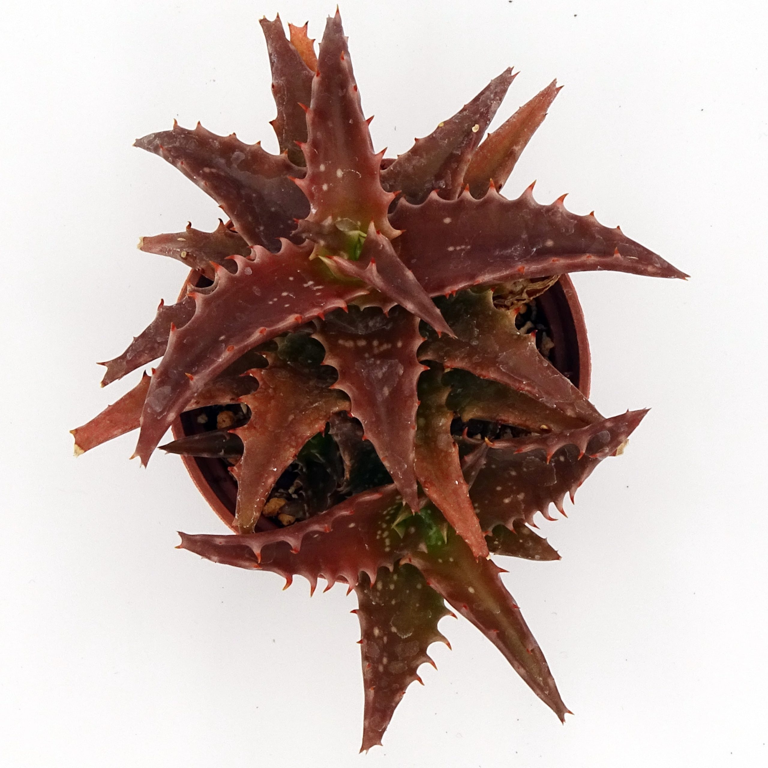 Aloe 'Nuda' – Image 2