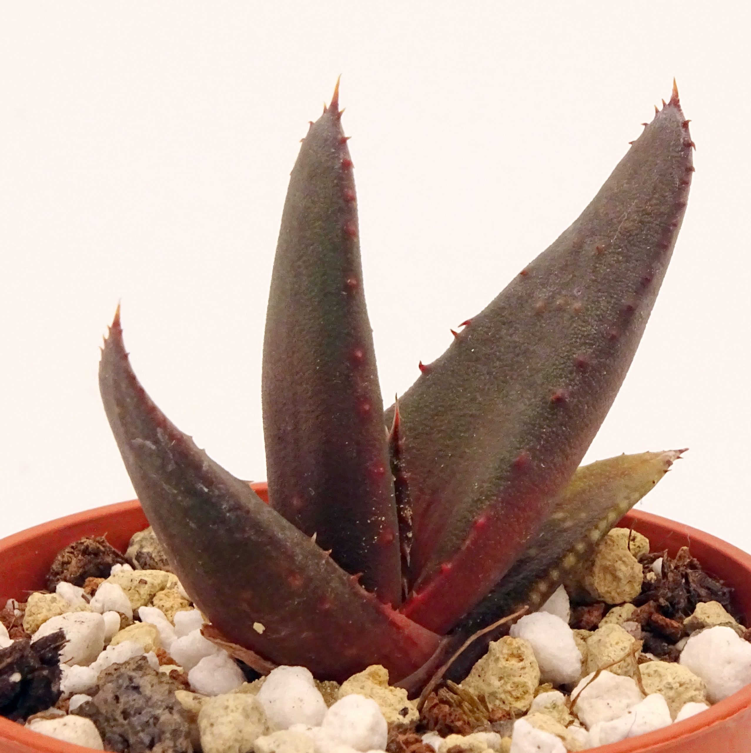 Aloe wickensii