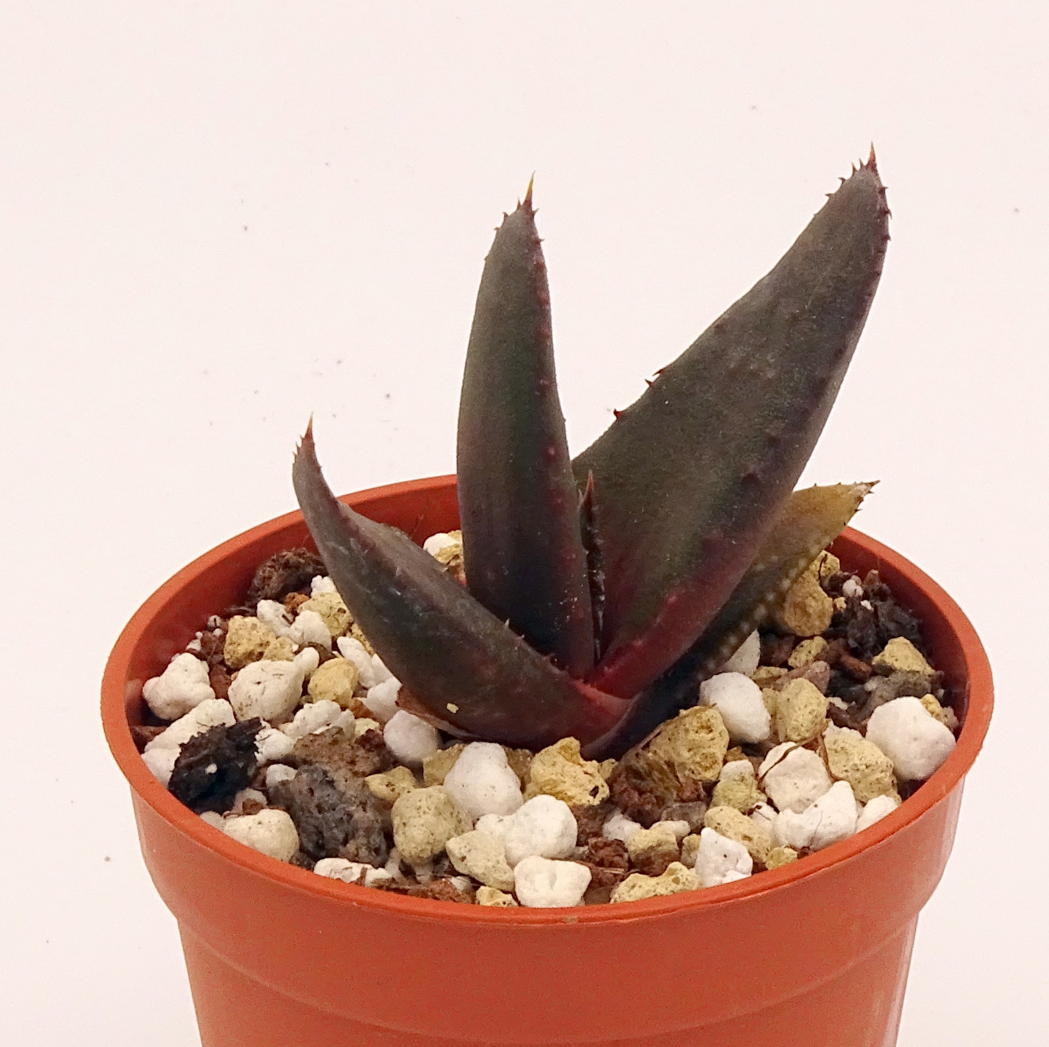 Aloe wickensii – Image 2