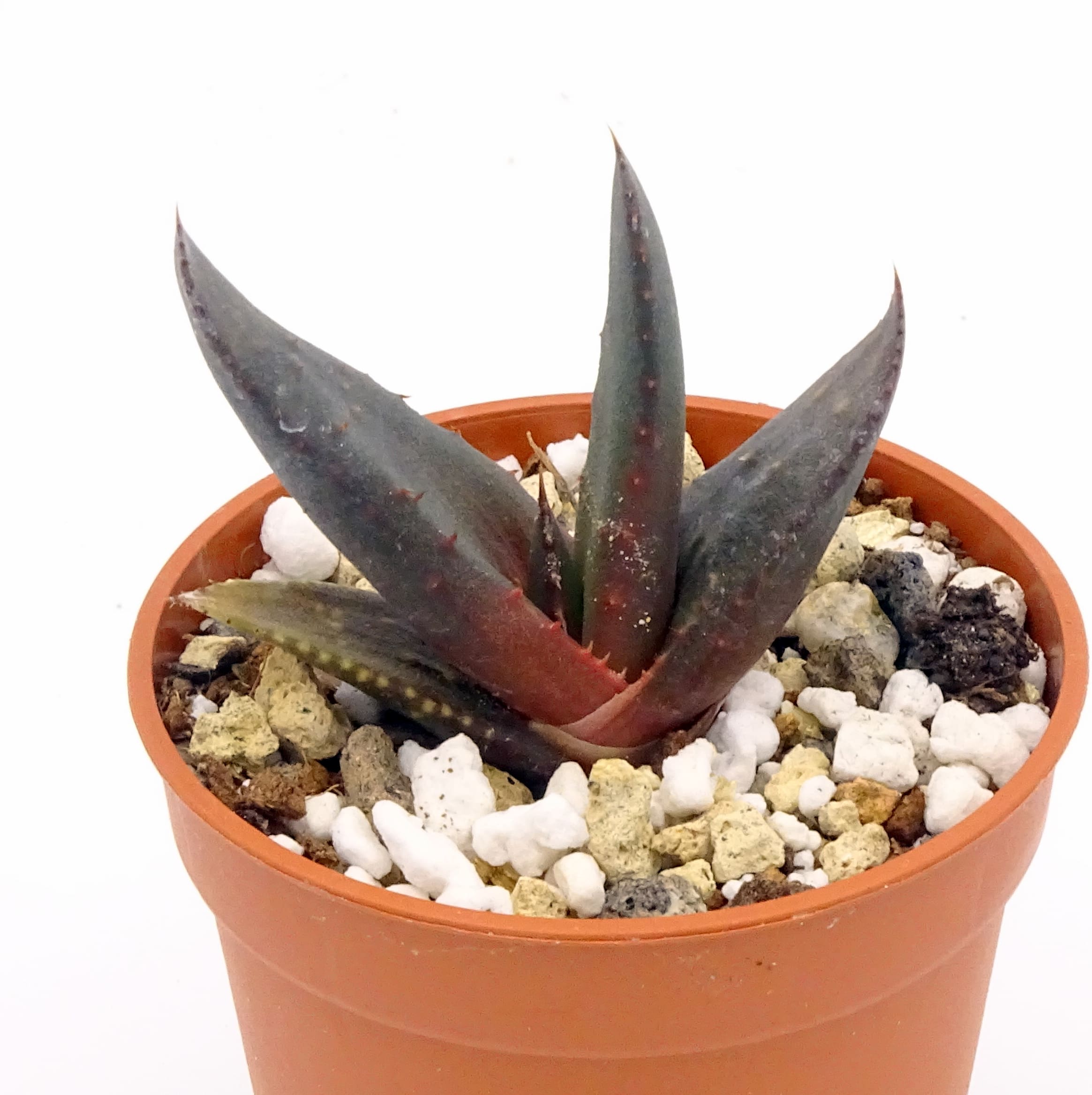 Aloe wickensii – Image 3