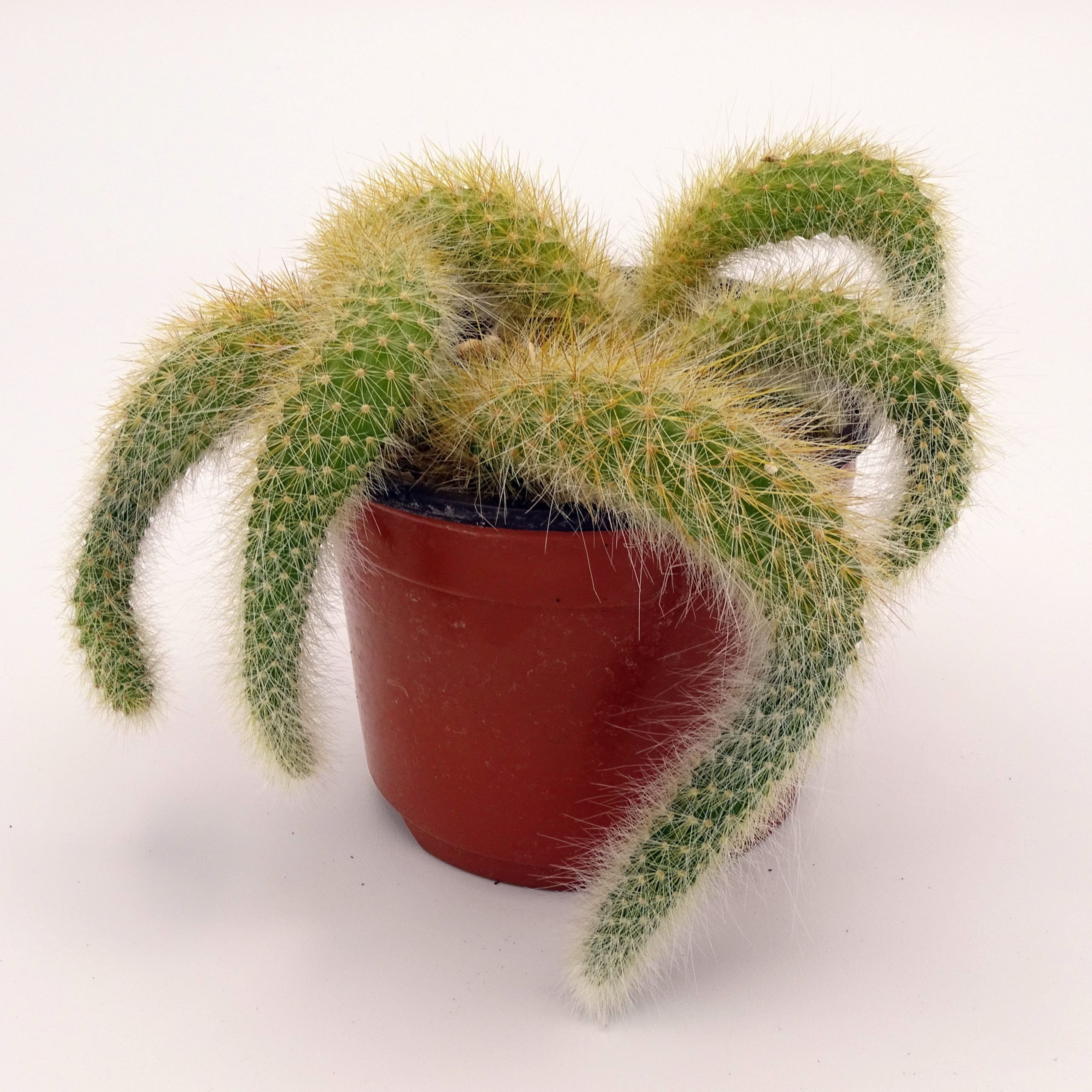 Cleistocactus colademononis (n°1) – Image 2