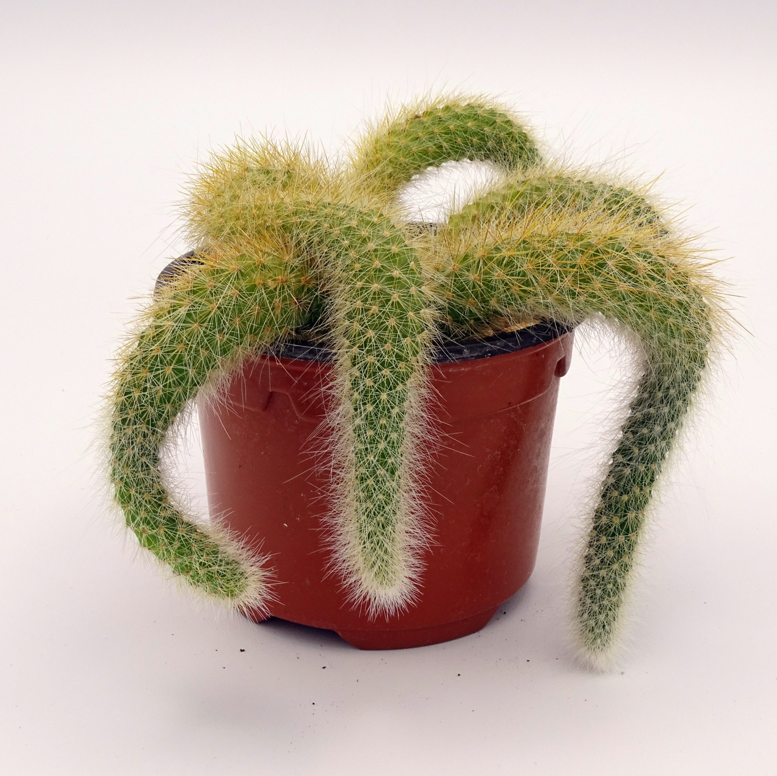 Cleistocactus colademononis (n°1) – Image 3