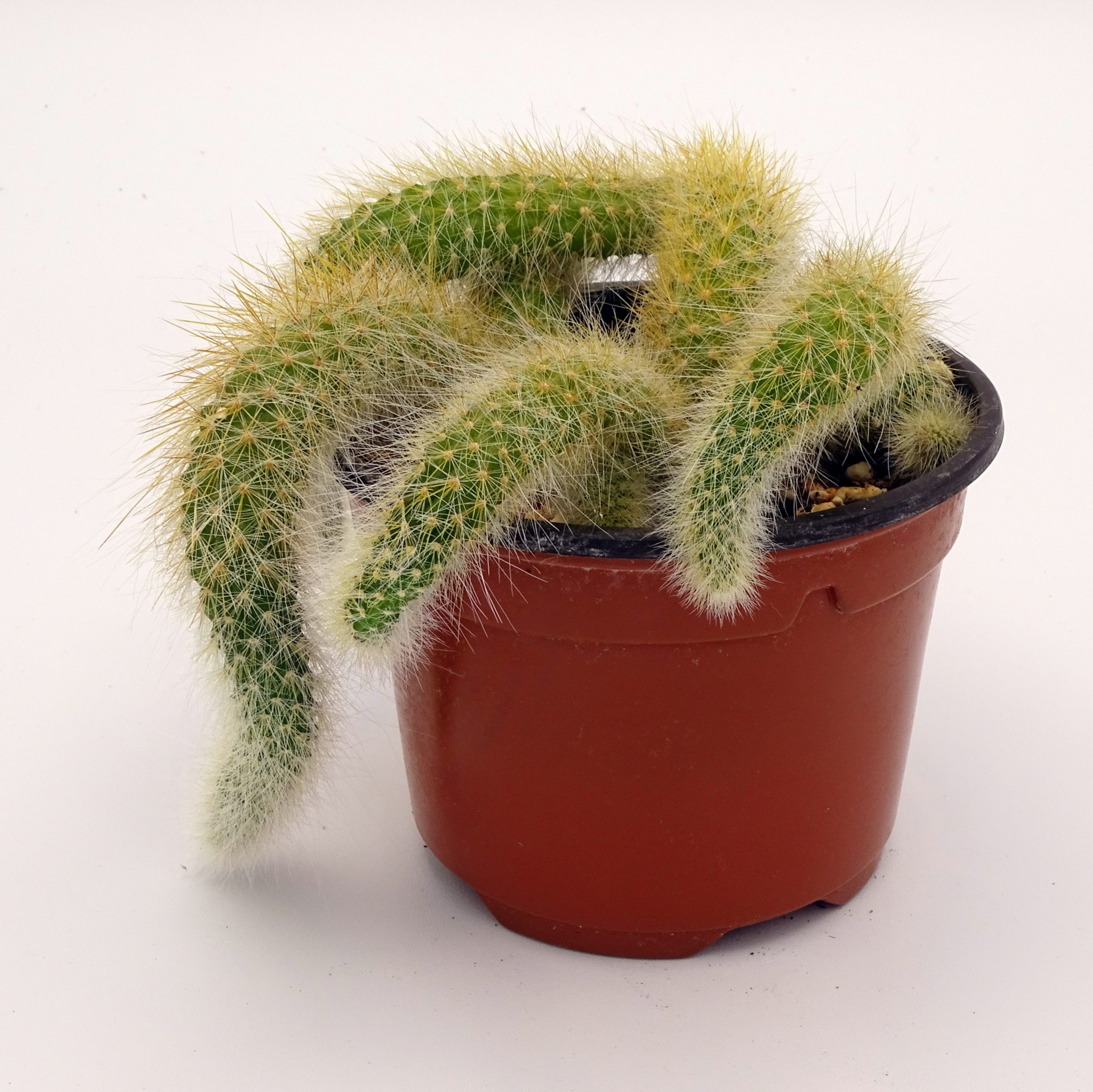 Cleistocactus colademononis (n°1) – Image 4