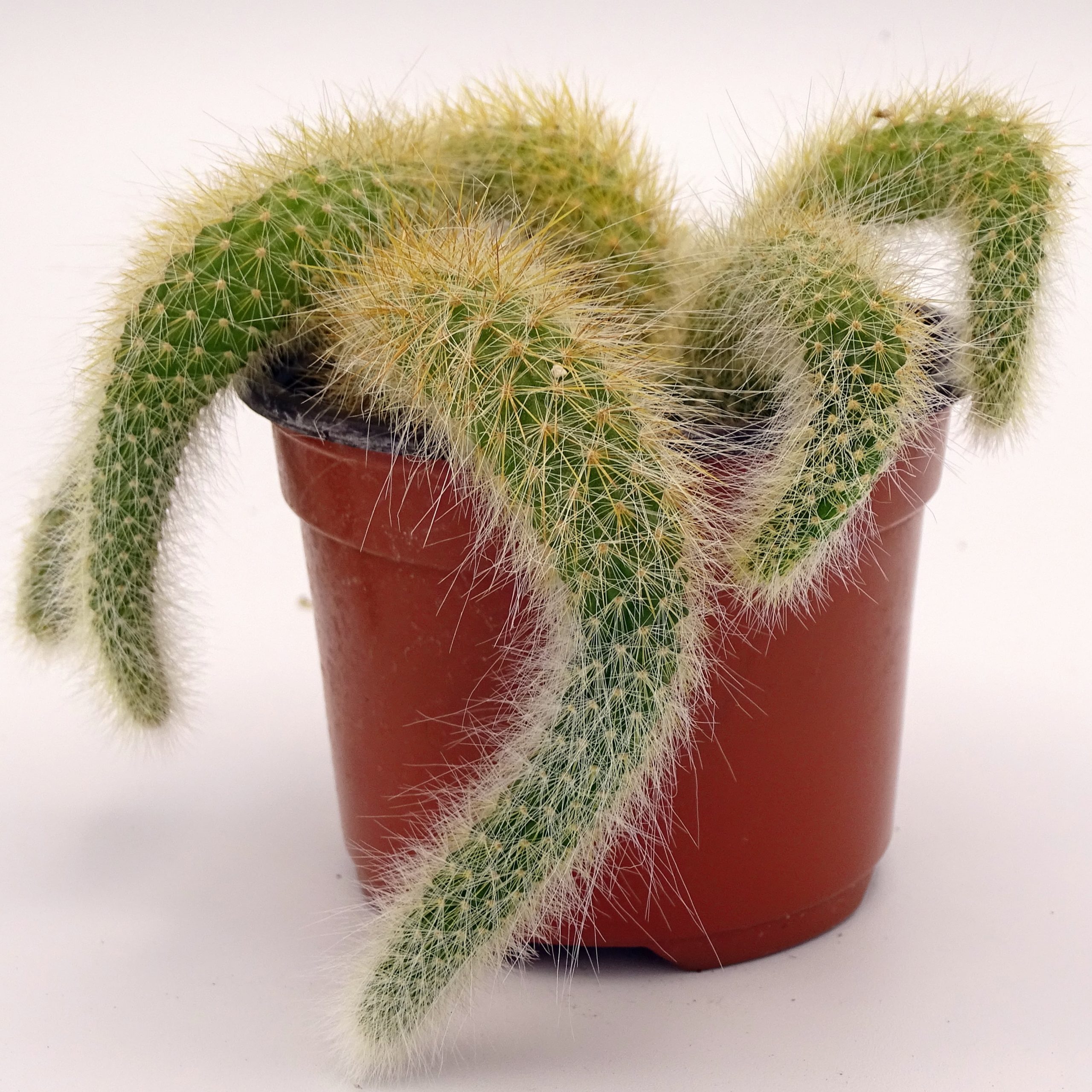 Cleistocactus colademononis (n°1)