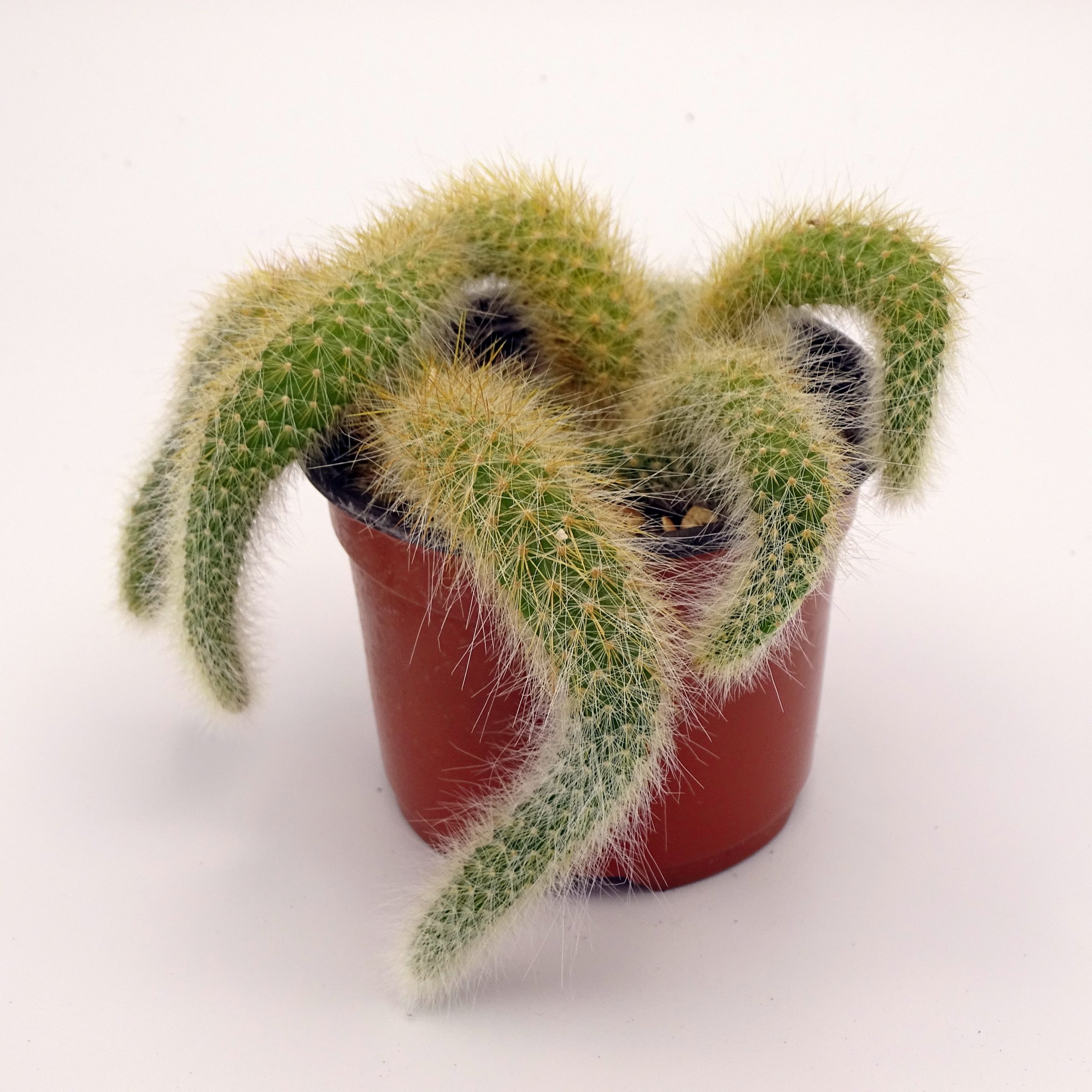 Cleistocactus colademononis (n°1) – Image 5