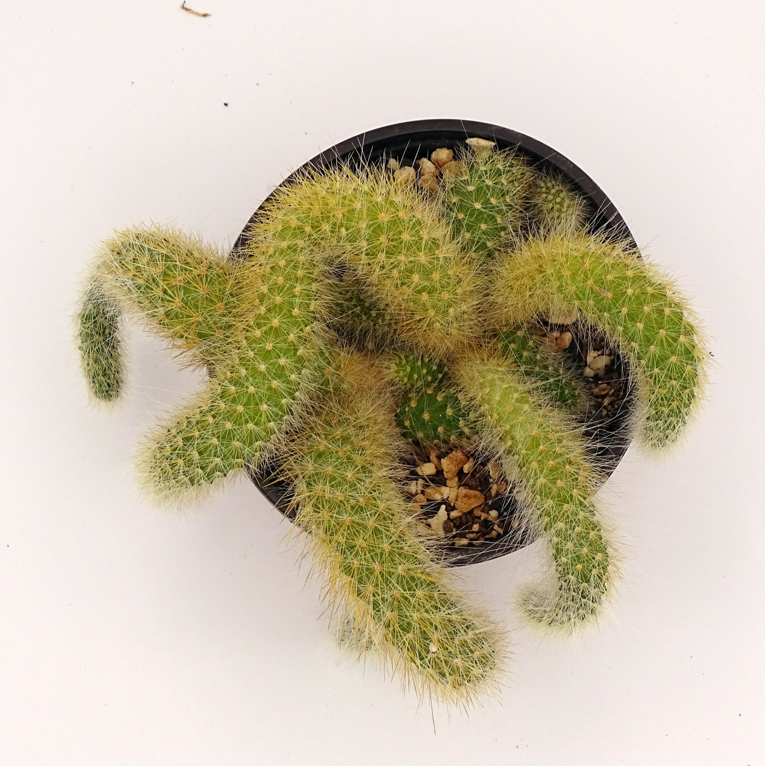 Cleistocactus colademononis (n°1) – Image 6