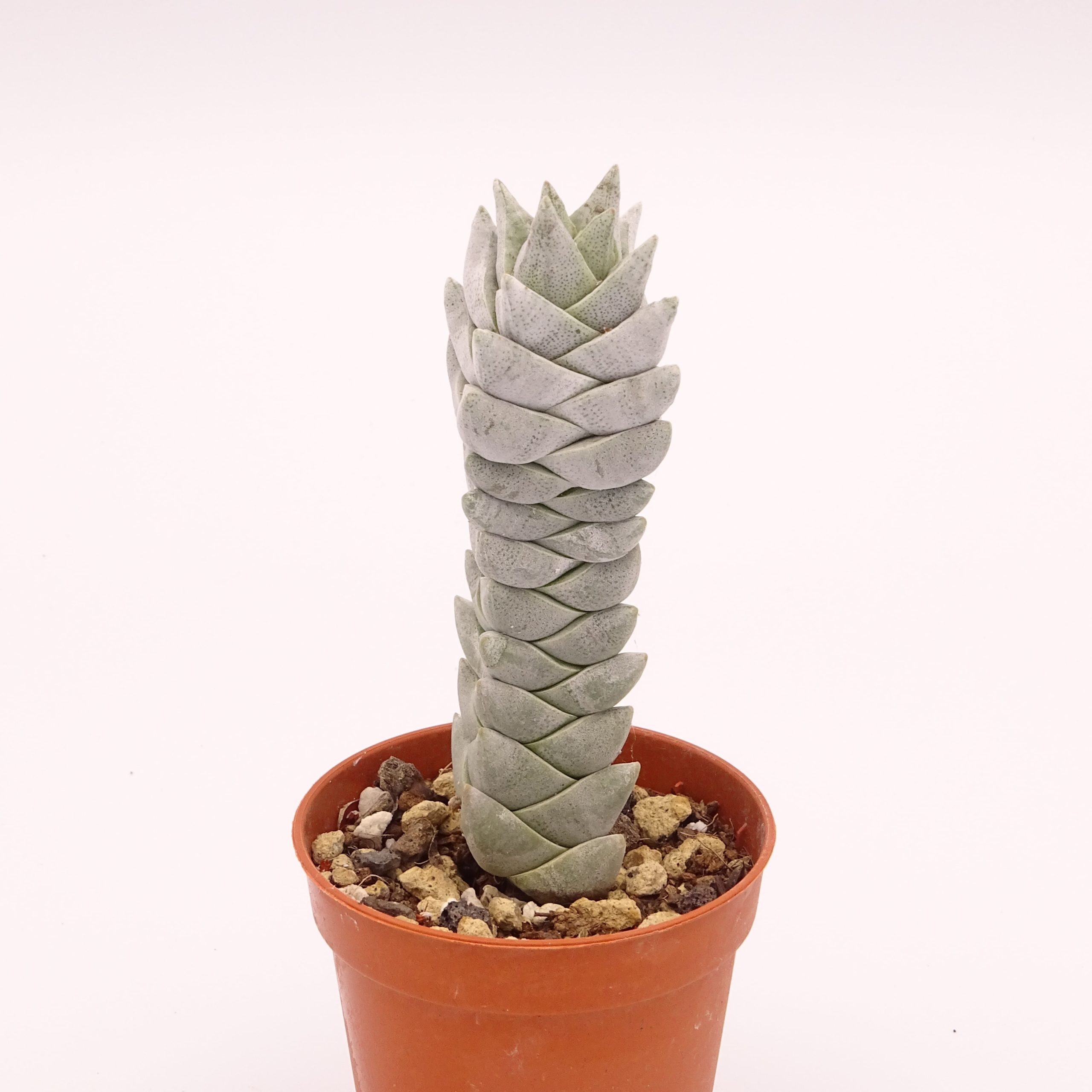 Crassula deceptor forme 2 n°5