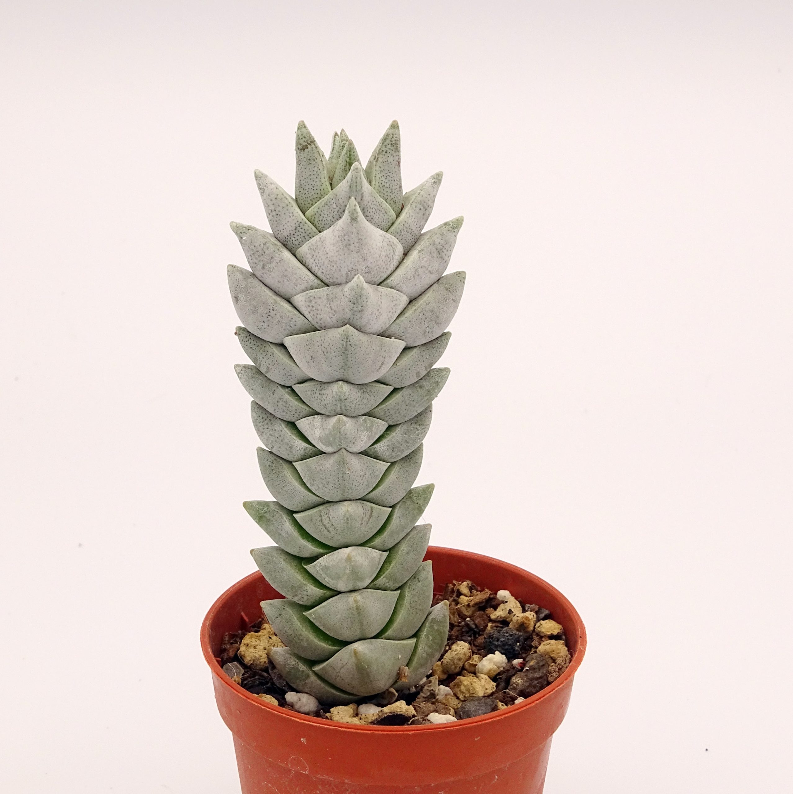 Crassula deceptor forme 2 n°5 – Image 2