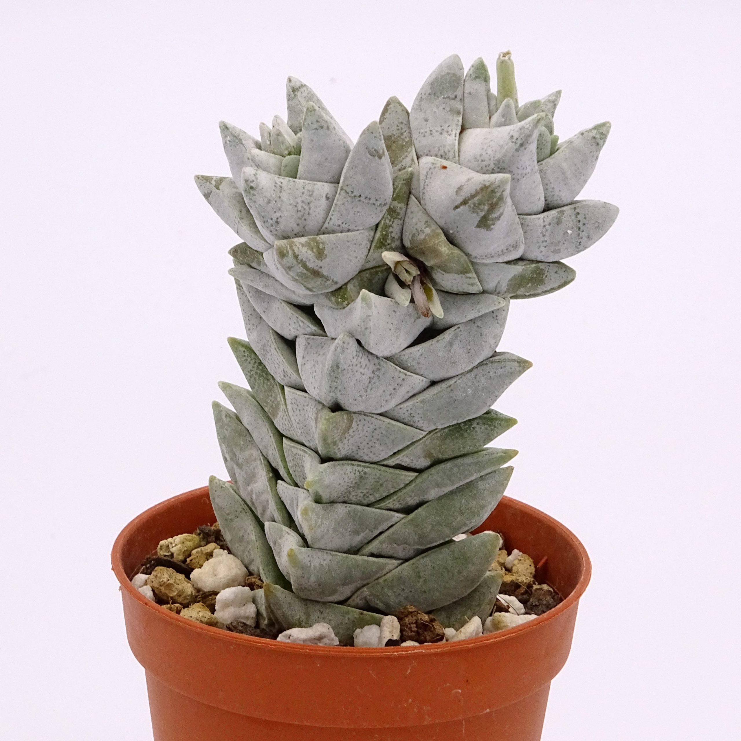 Crassula deceptor forme 2 n°6 – Image 3