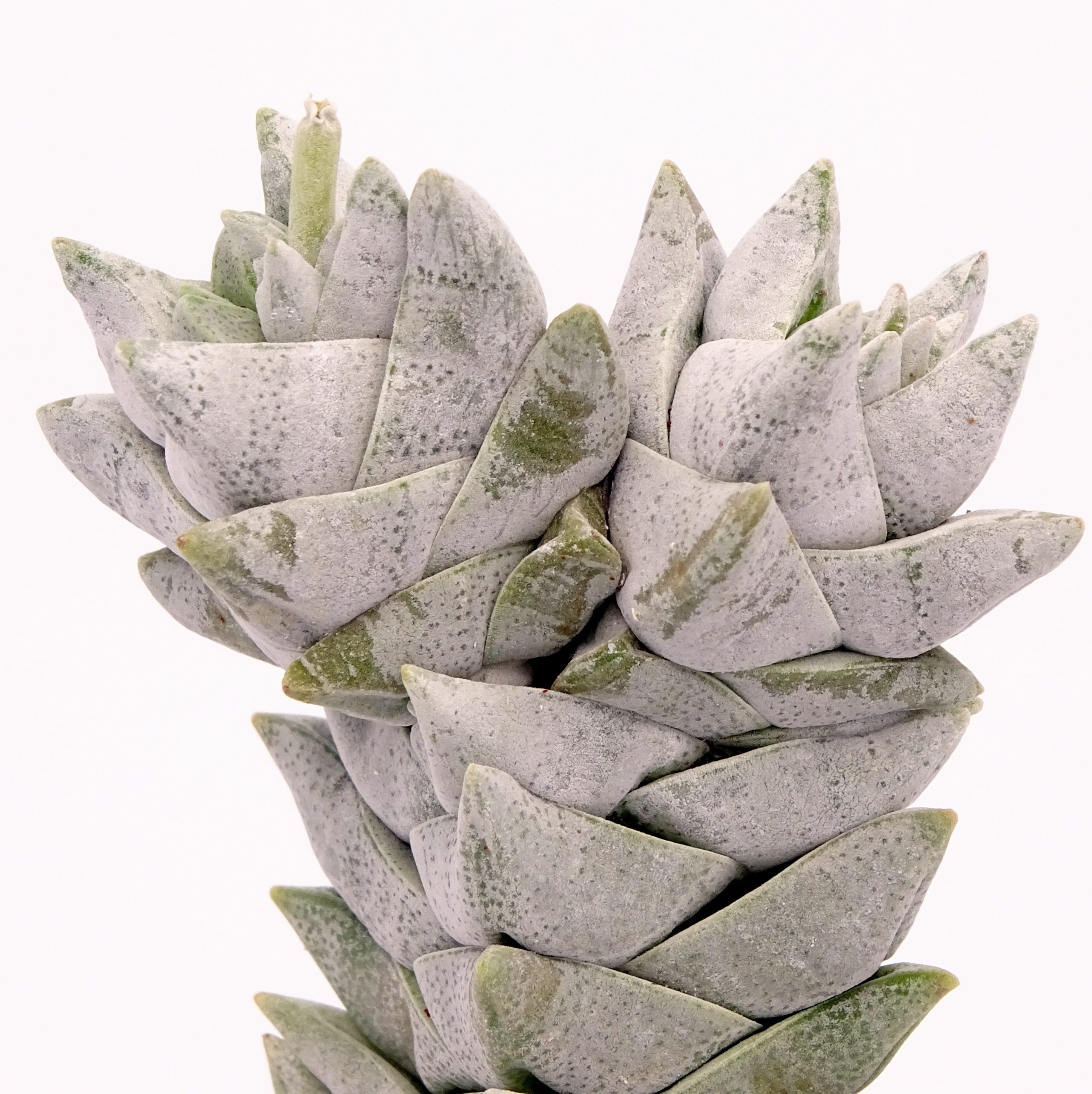 Crassula deceptor forme 2 n°6 – Image 2