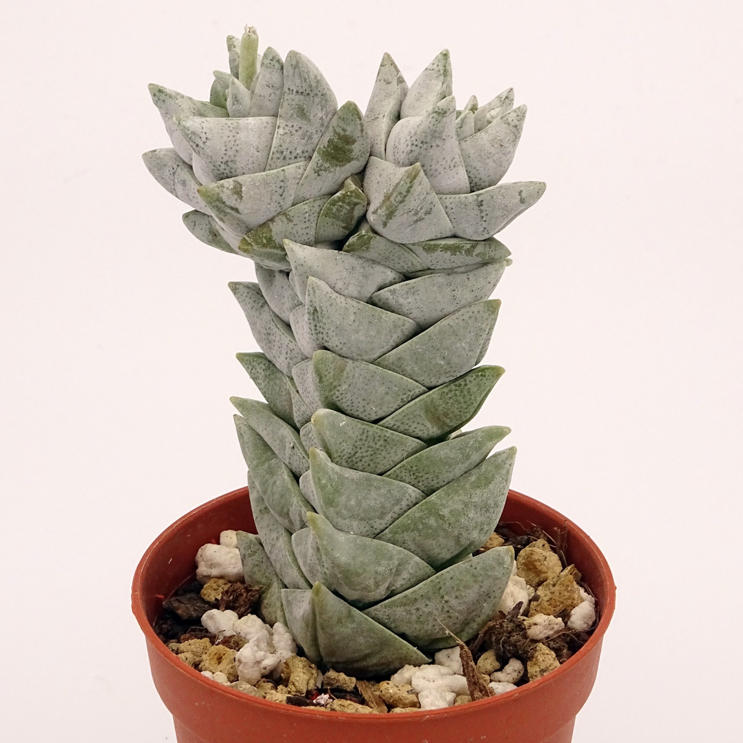 Crassula deceptor forme 2 n°6