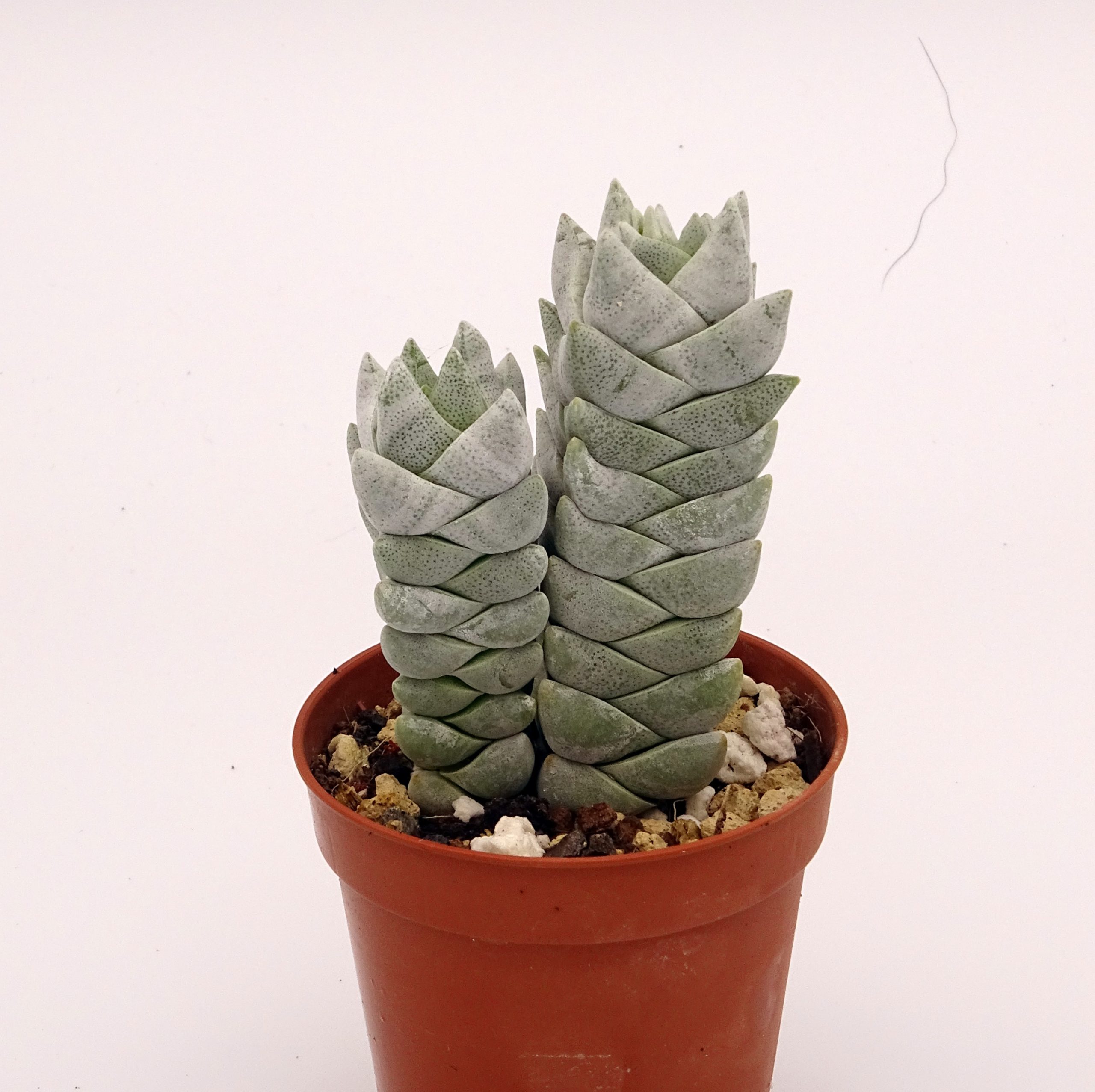 Crassula deceptor forme 2 n°3