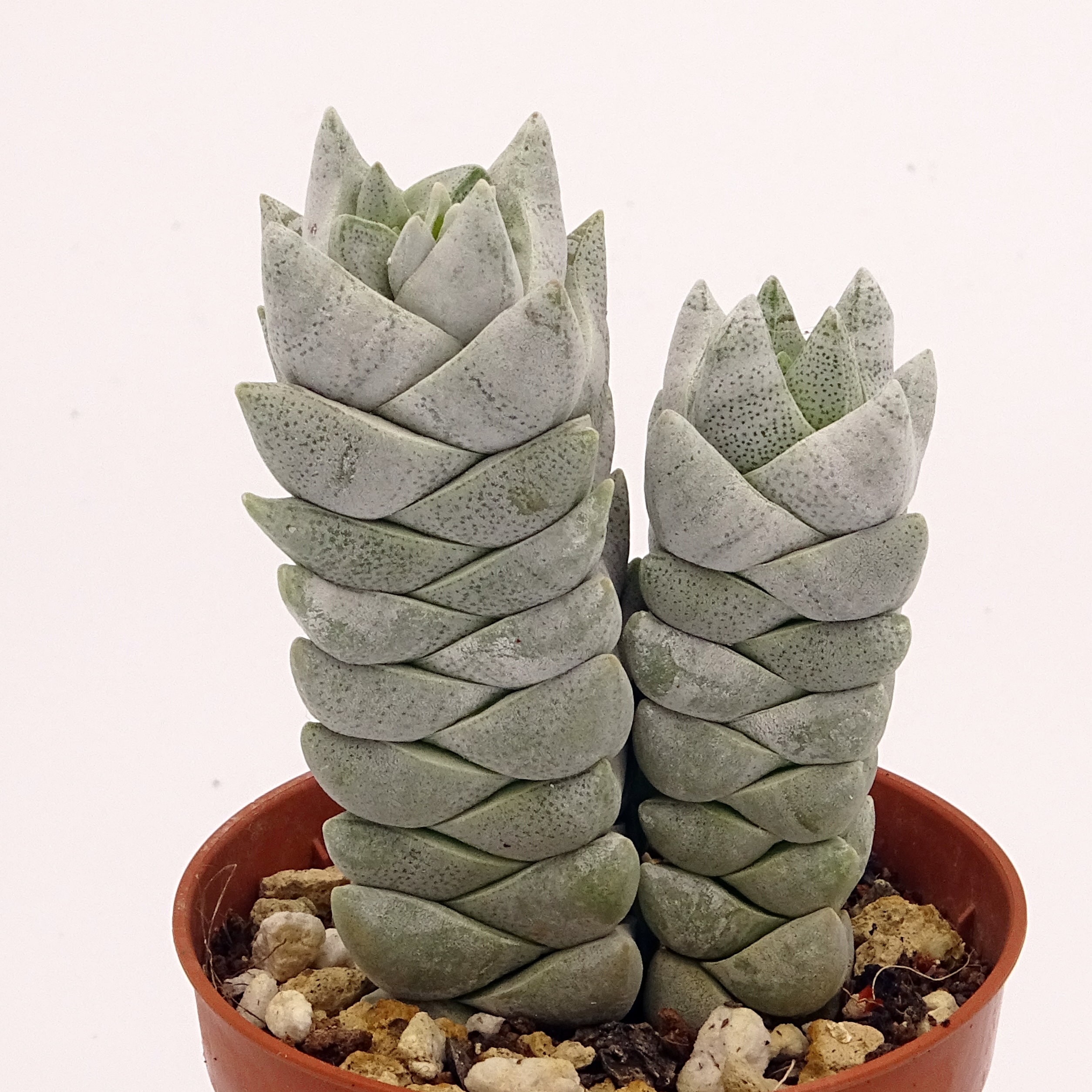 Crassula deceptor forme 2 n°3 – Image 2