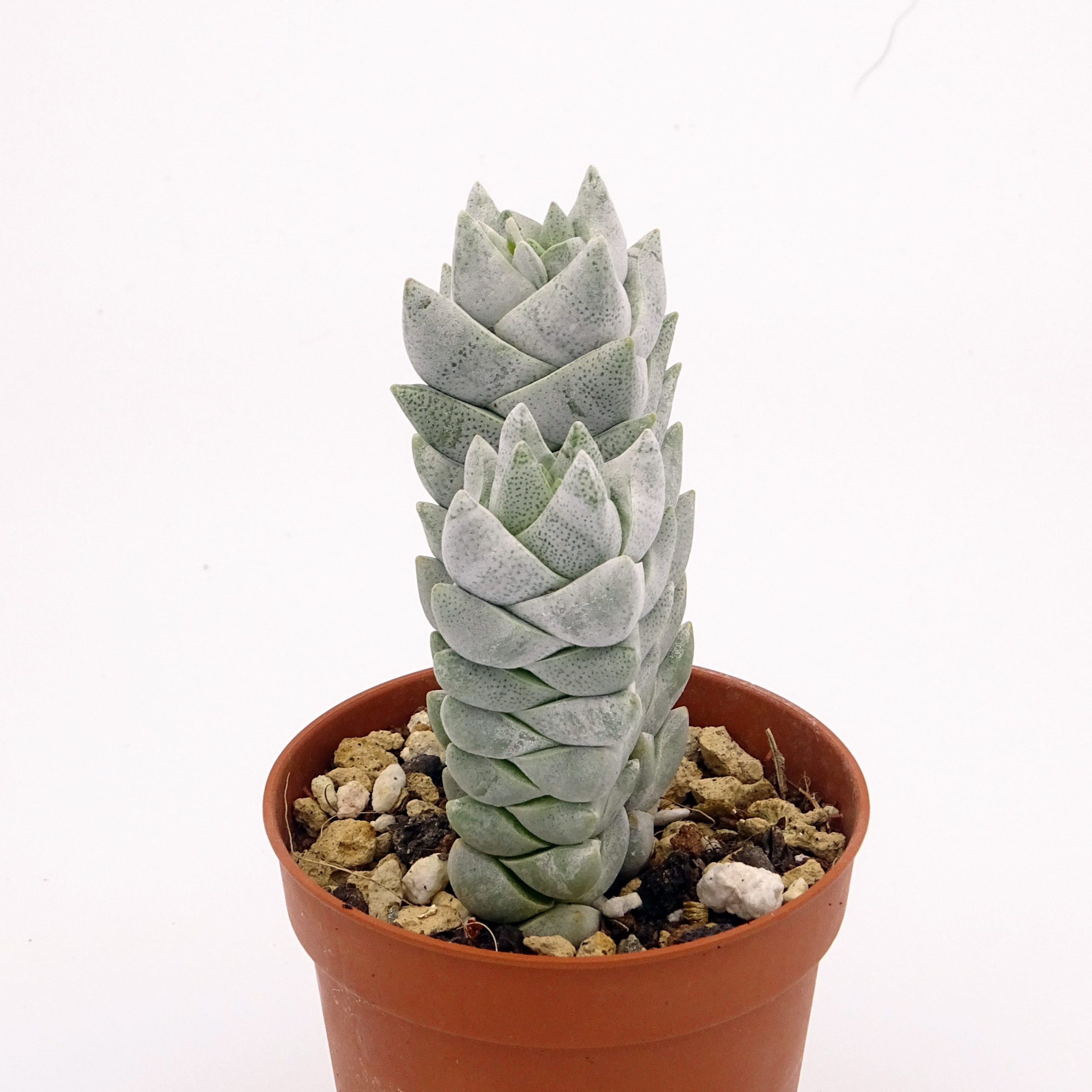 Crassula deceptor forme 2 n°3 – Image 3