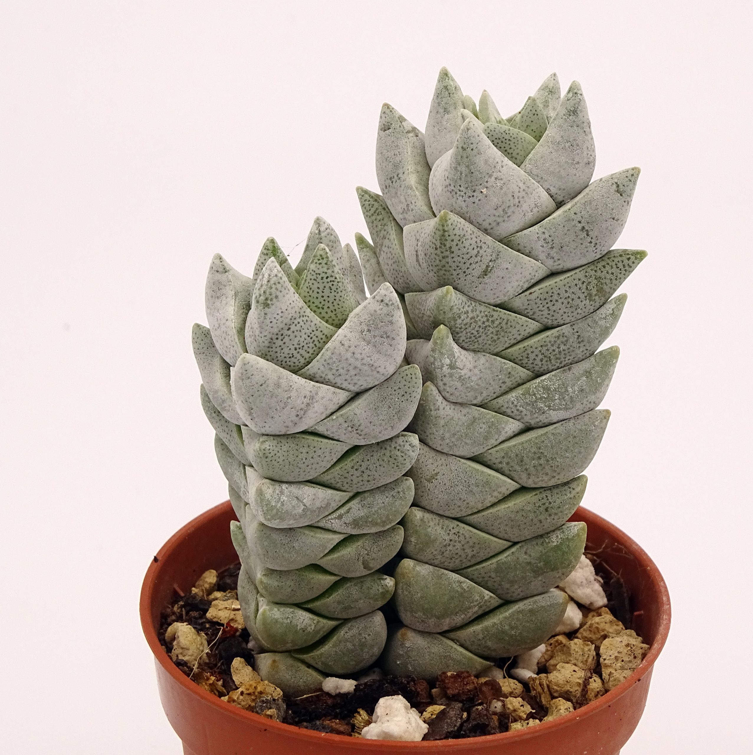 Crassula deceptor forme 2 n°3 – Image 4