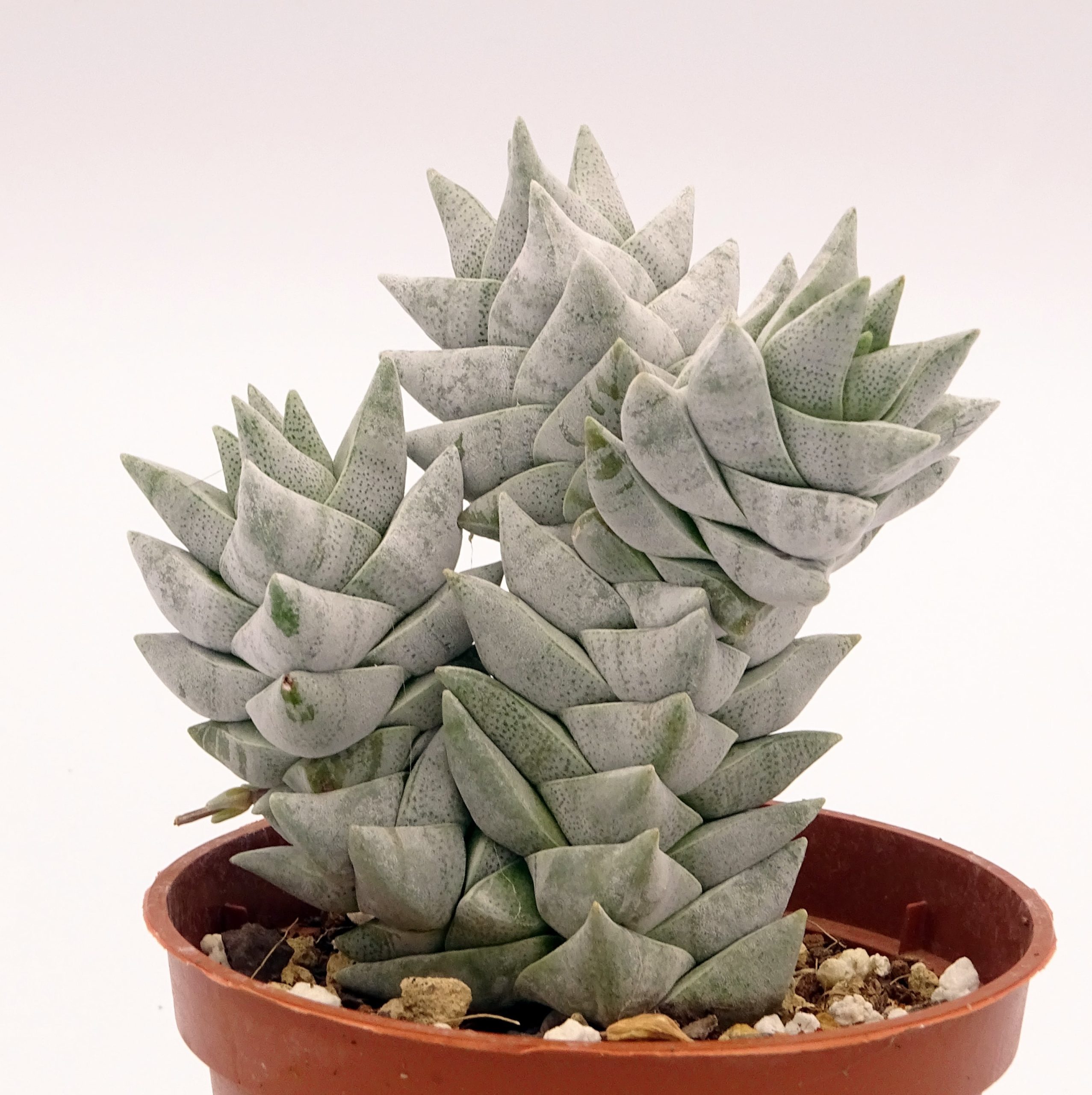 Crassula deceptor forme 2 n°1