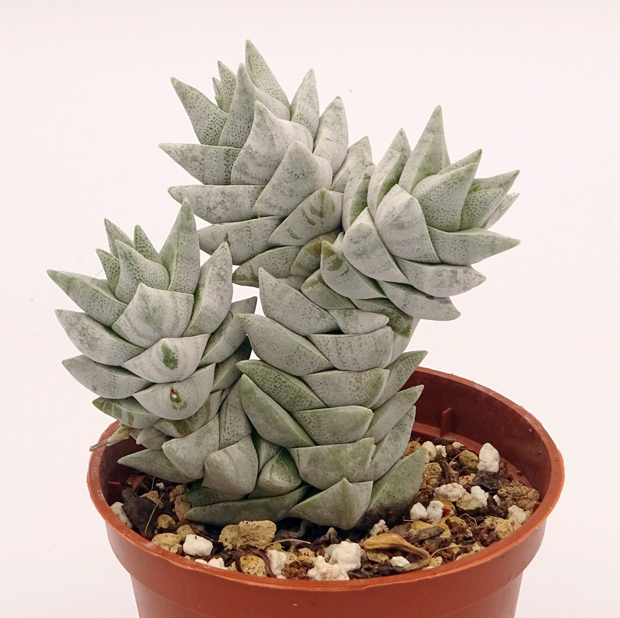 Crassula deceptor forme 2 n°1 – Image 2