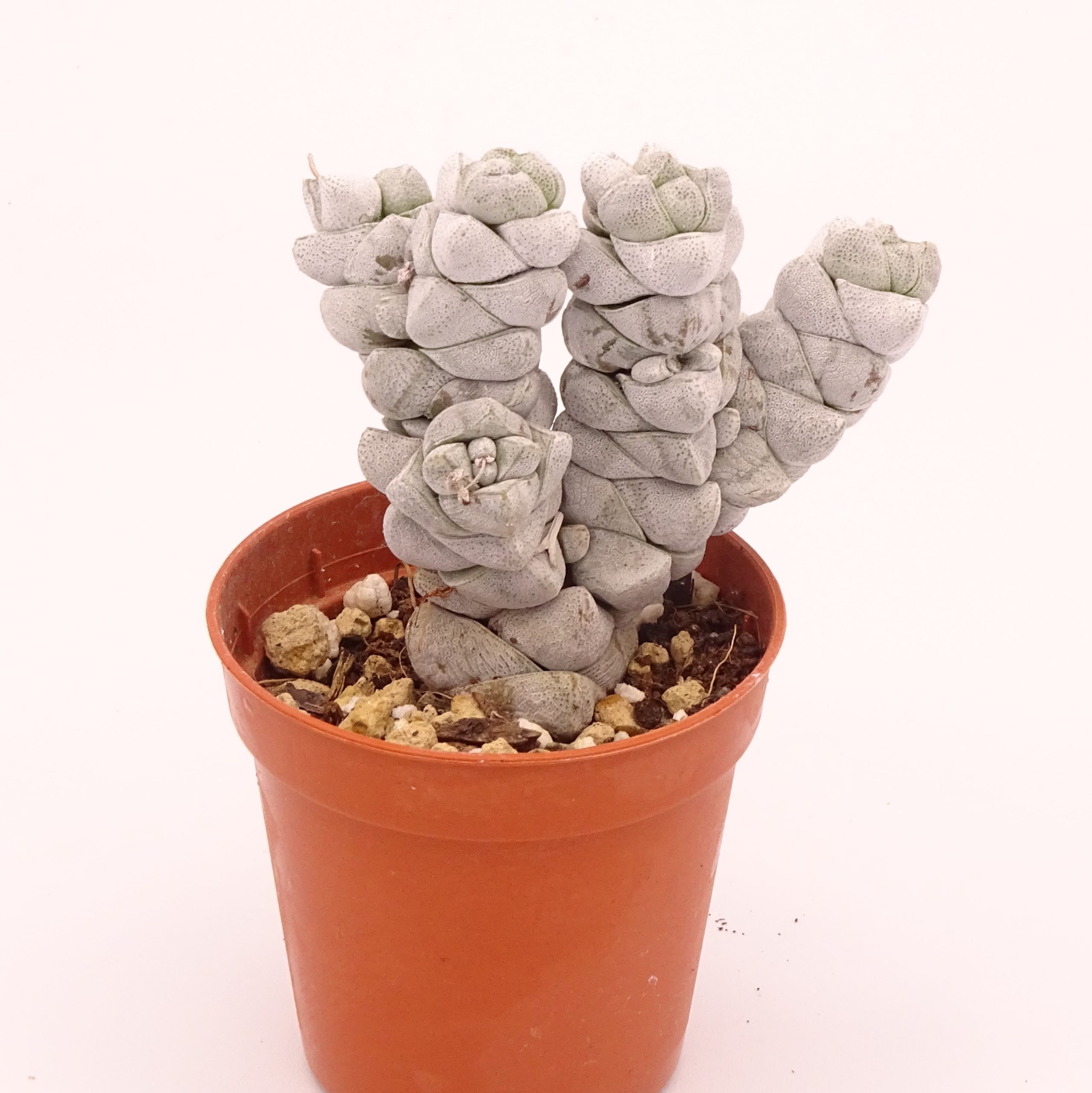 Crassula deceptor forme 1 n°1