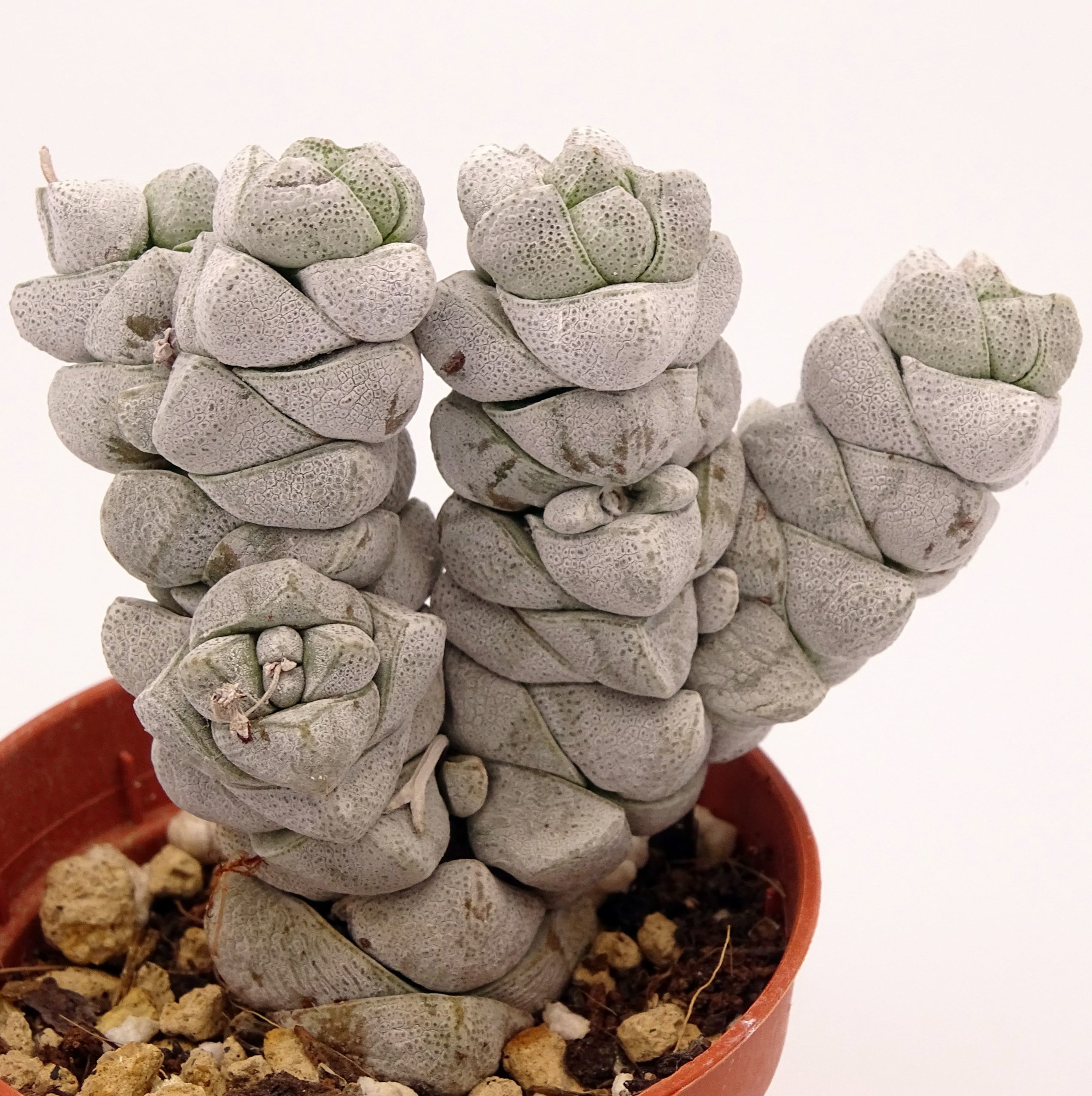 Crassula deceptor forme 1 n°1 – Image 2
