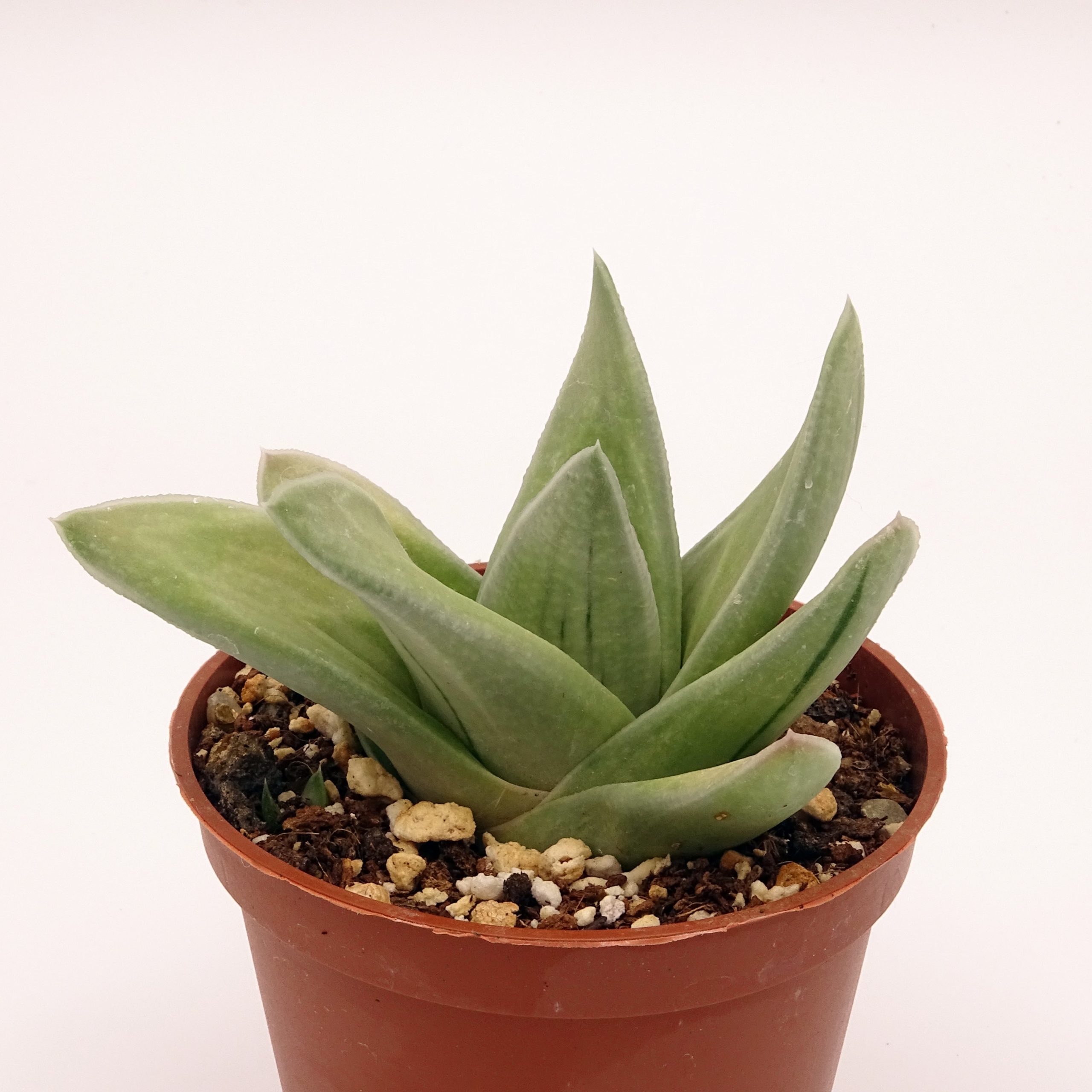 x Gasteraloe 'Green Ice' n.1 – Image 4