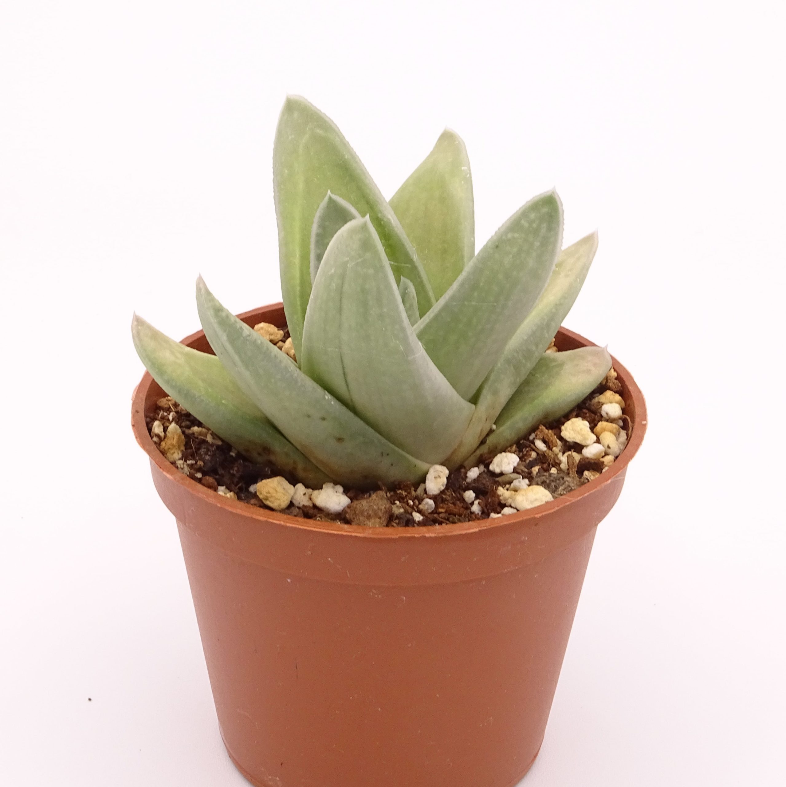 x Gasteraloe 'Green Ice' n.1 – Image 2