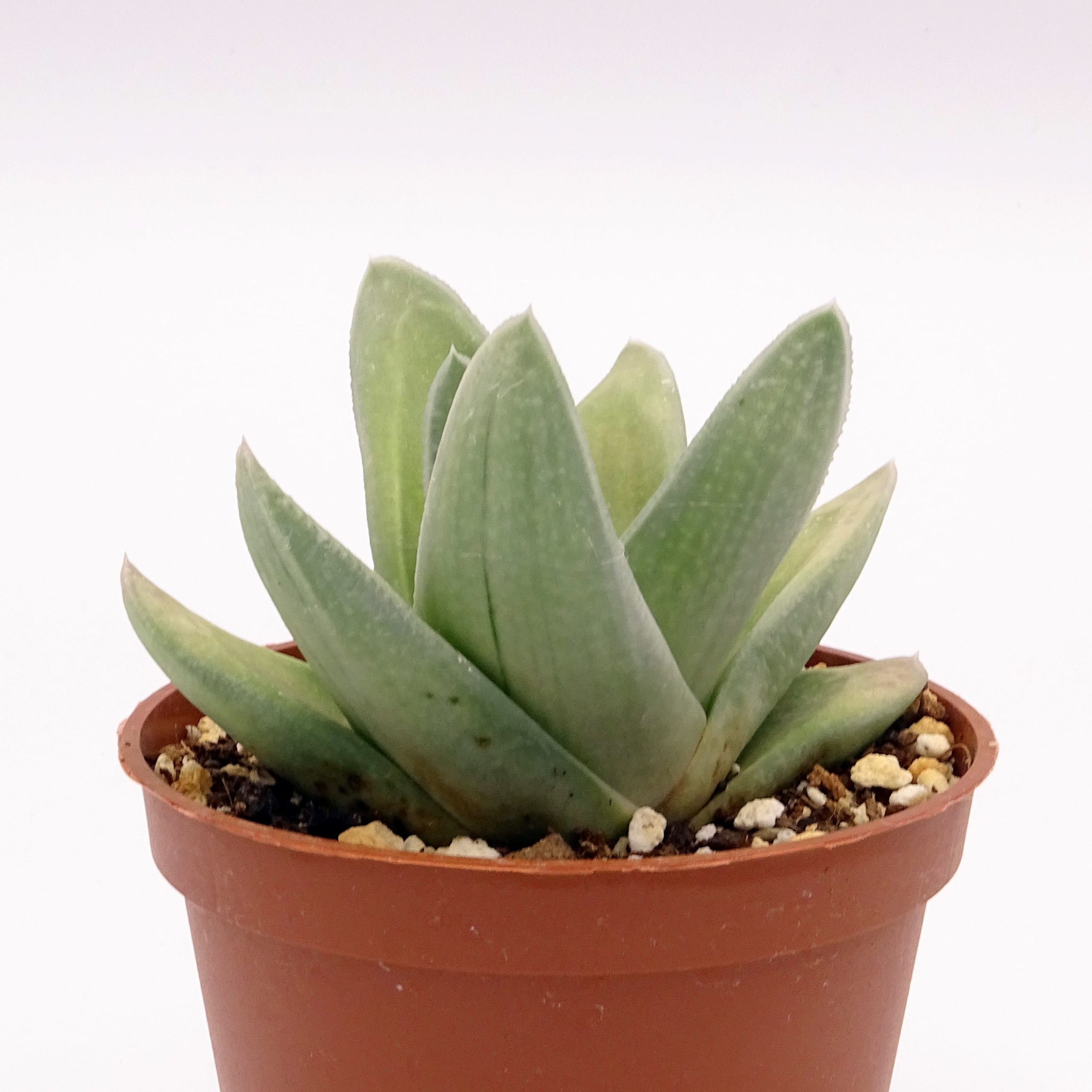 x Gasteraloe 'Green Ice' n.1 – Image 3