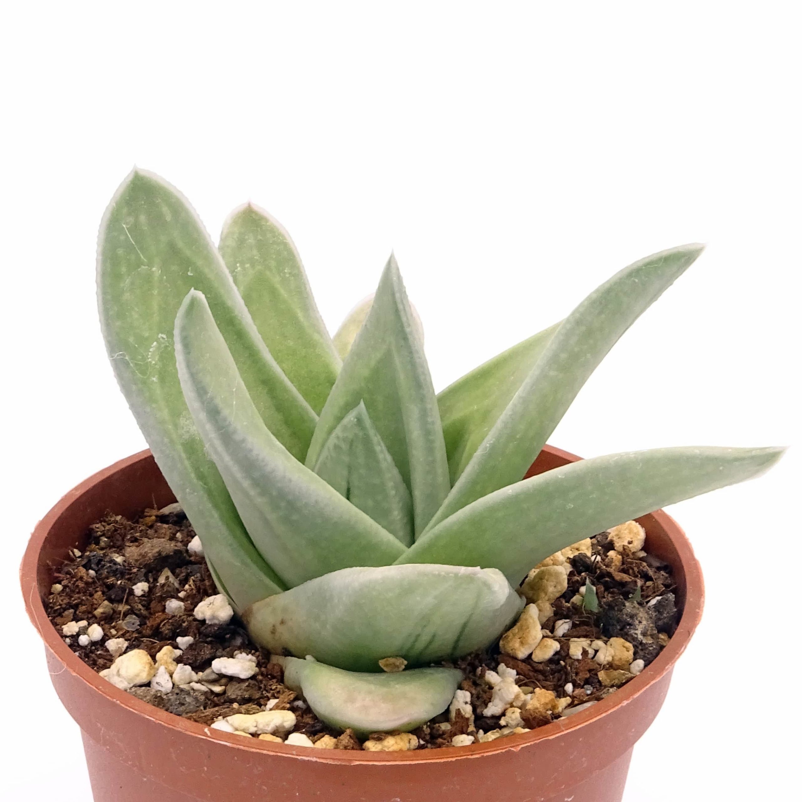x Gasteraloe 'Green Ice' n.1