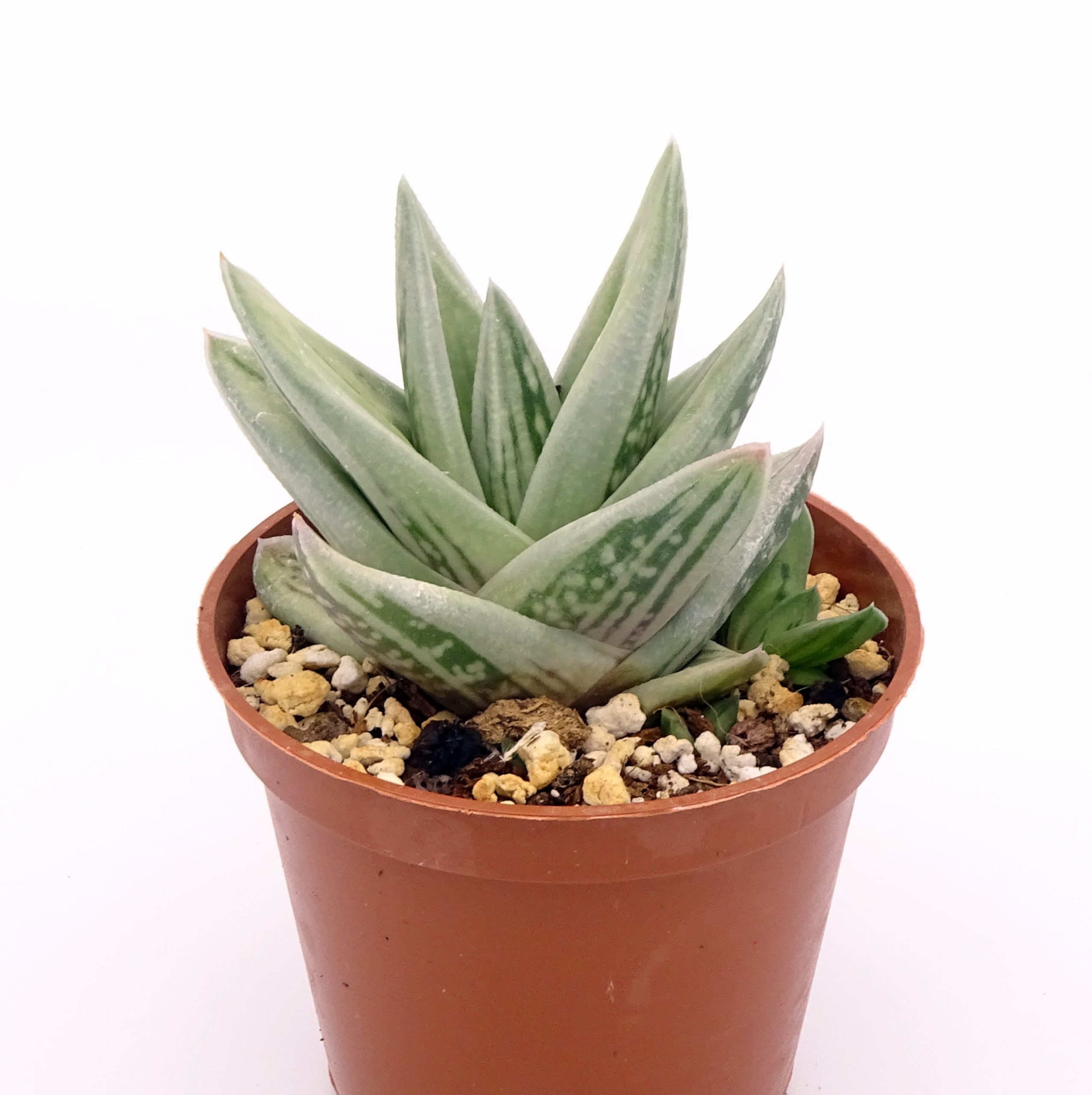 x Gasteraloe 'Green Ice' n.2