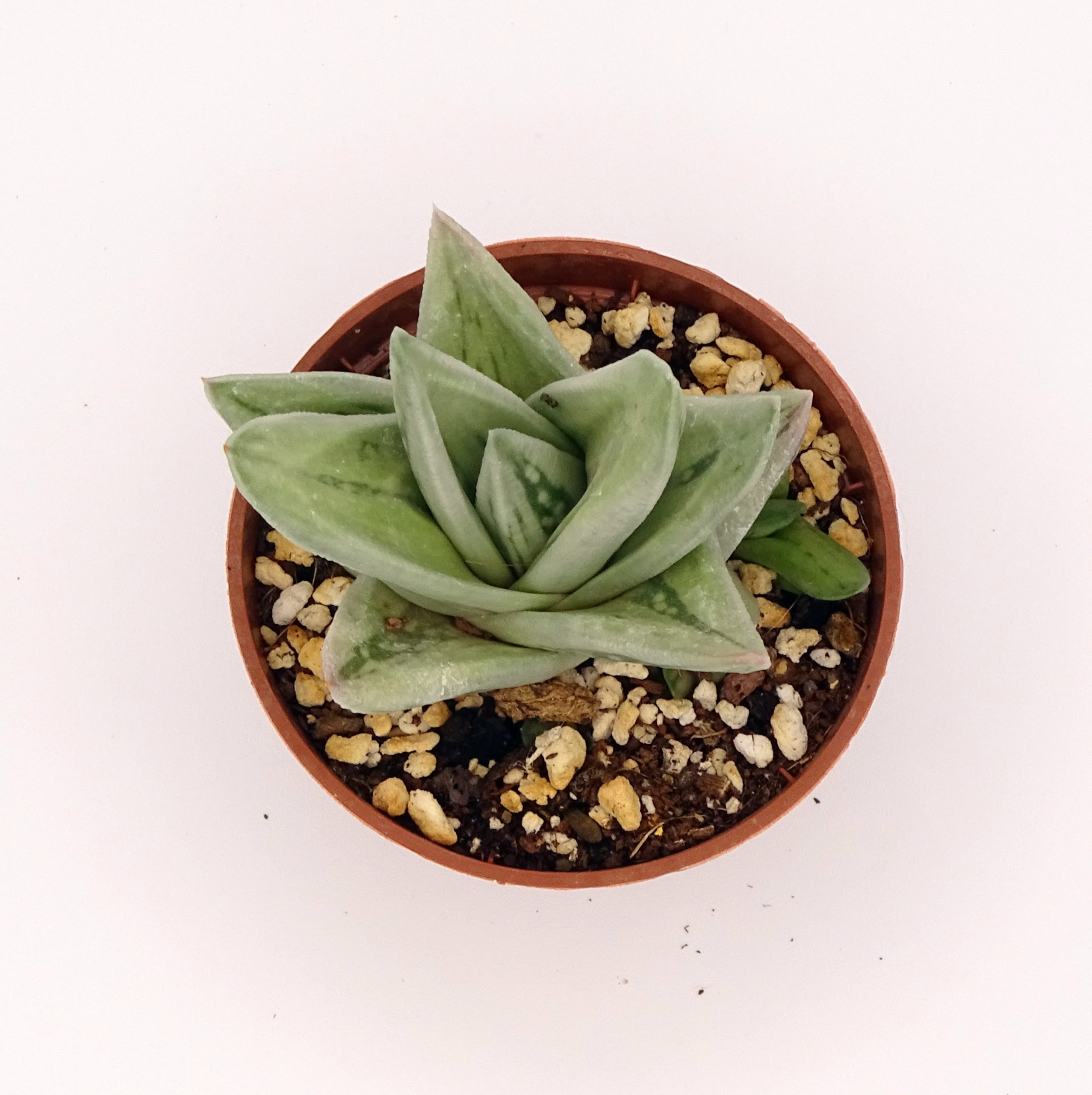 x Gasteraloe 'Green Ice' n.2 – Image 2
