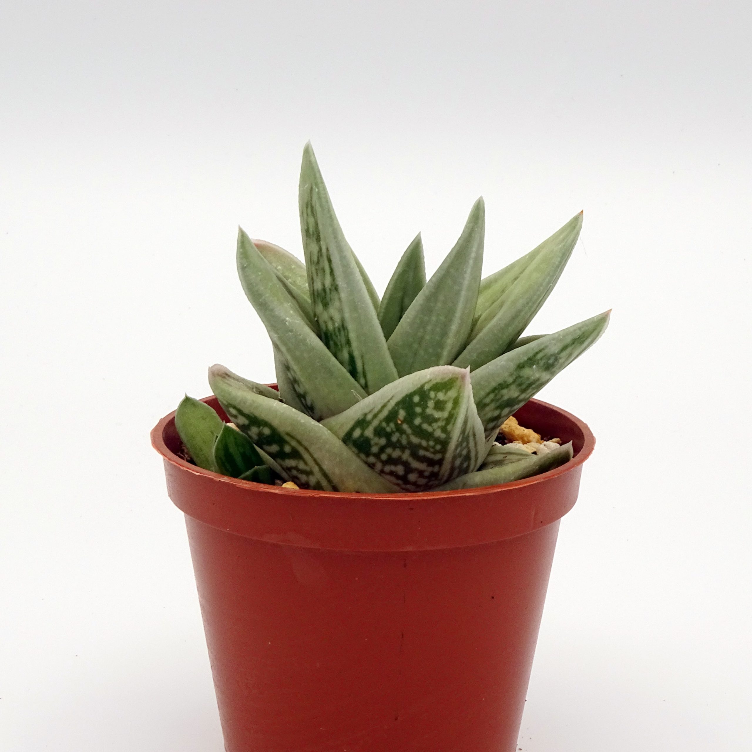 x Gasteraloe 'Green Ice' n.2 – Image 3