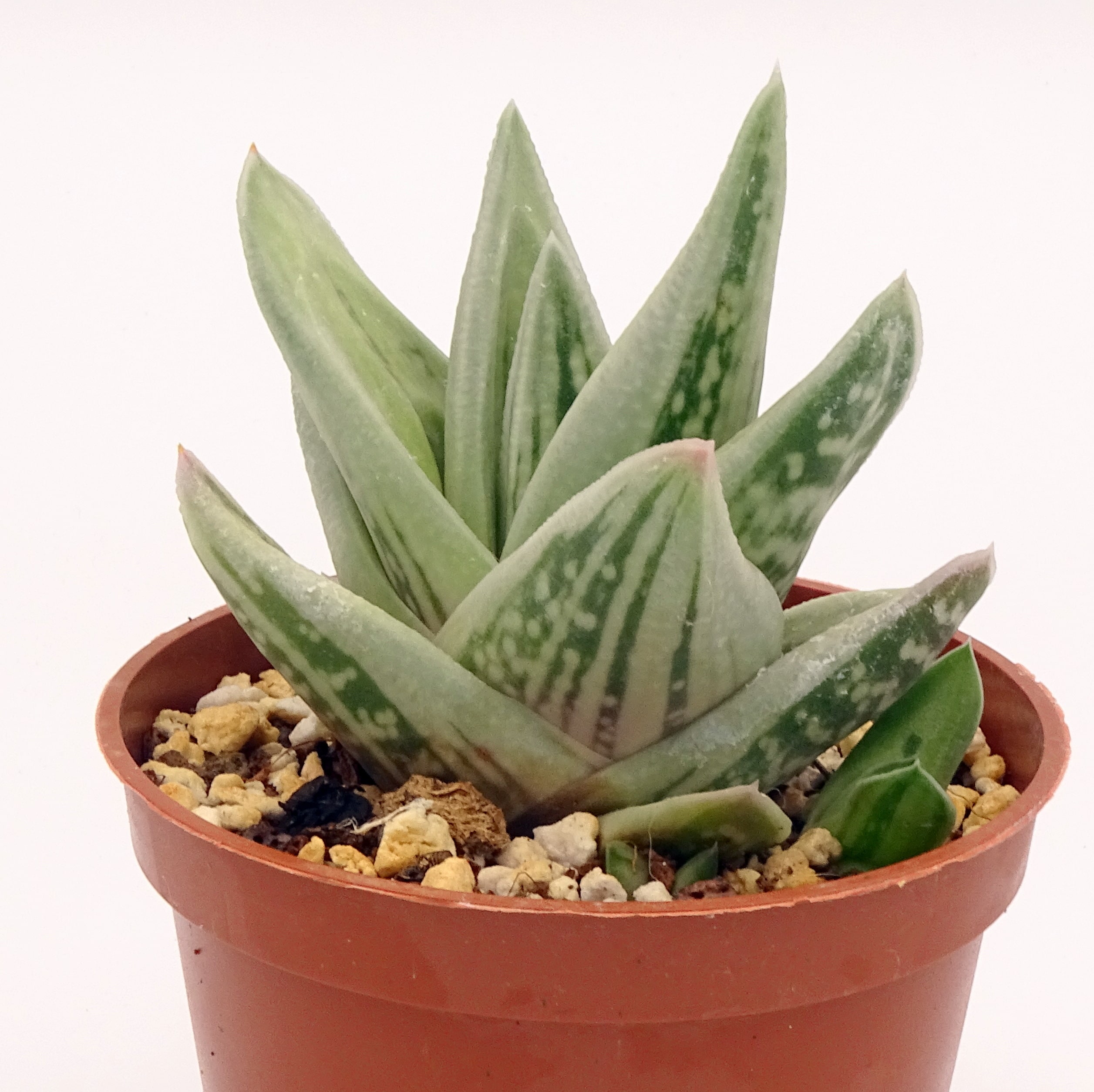 x Gasteraloe 'Green Ice' n.2 – Image 4