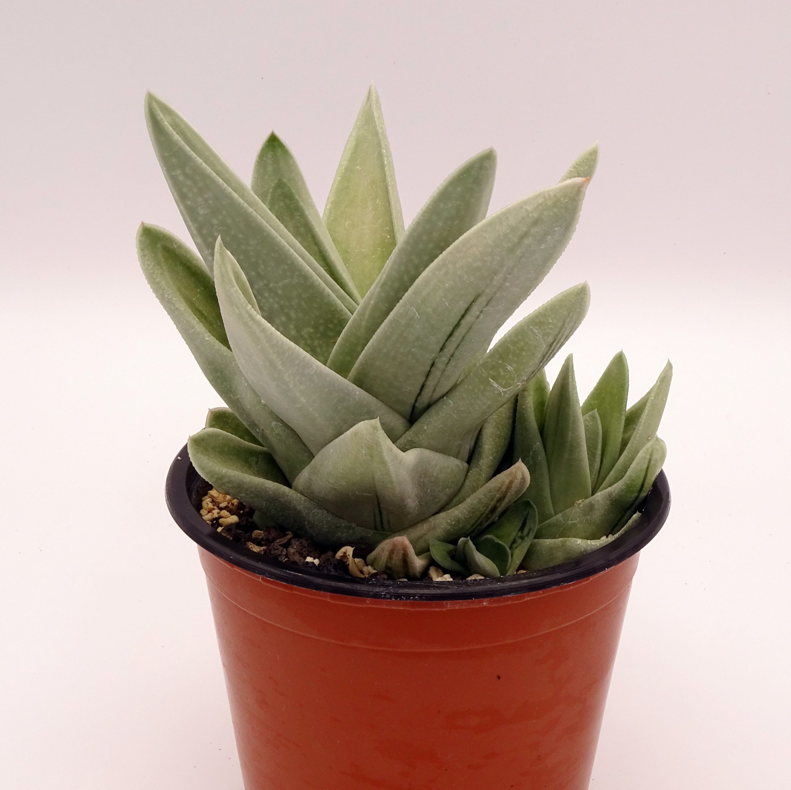 x Gasteraloe 'Green Ice' n.3