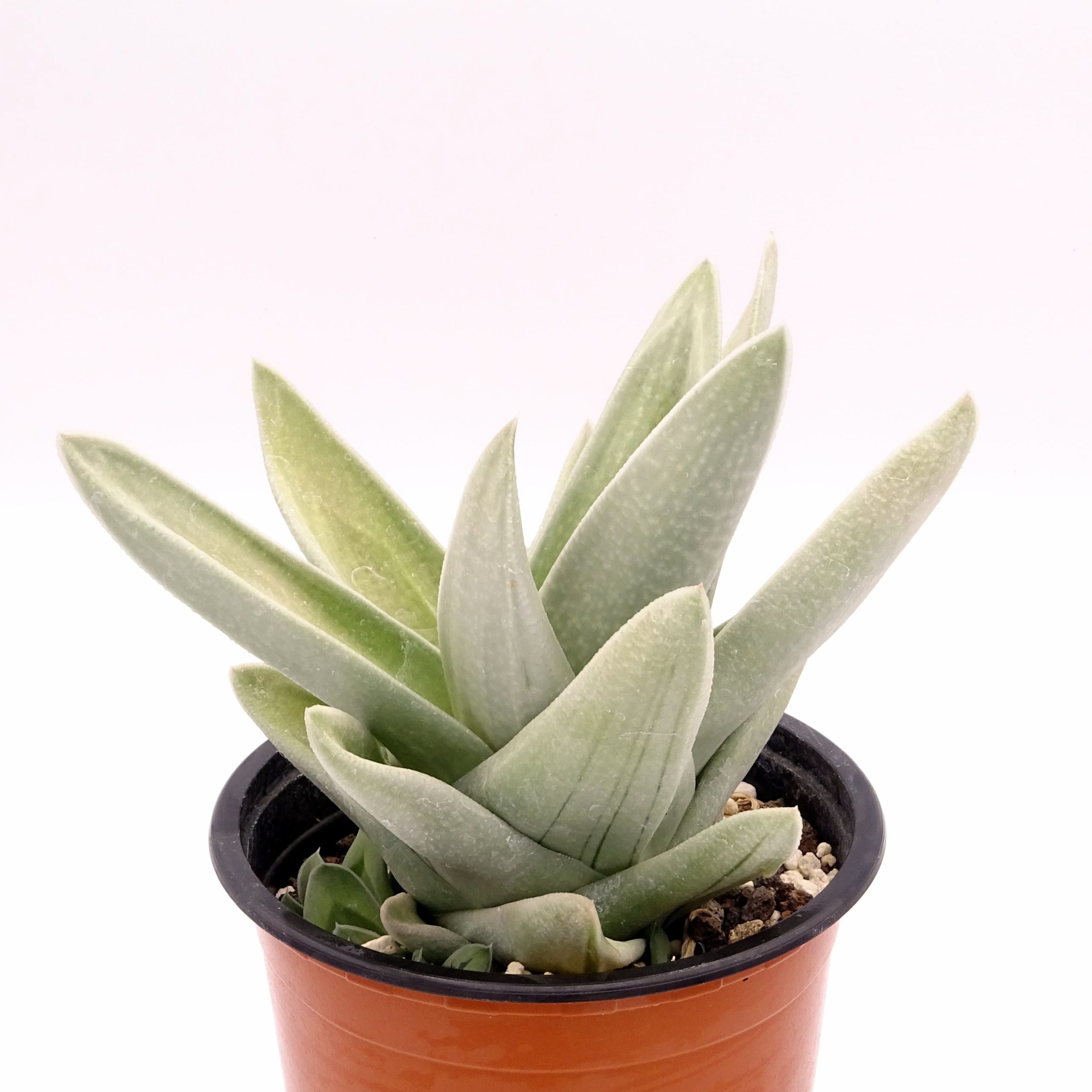 x Gasteraloe 'Green Ice' n.3 – Image 2