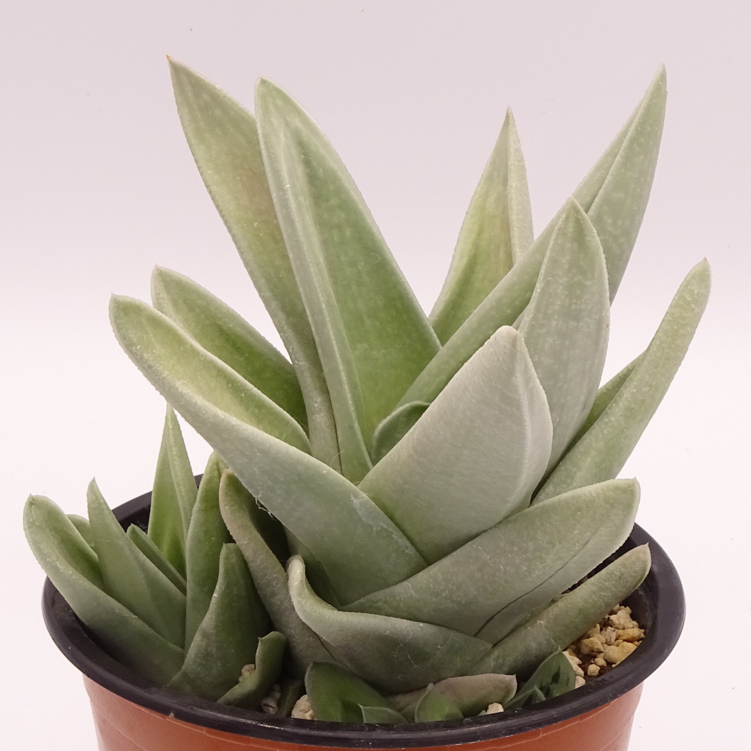 x Gasteraloe 'Green Ice' n.3 – Image 3