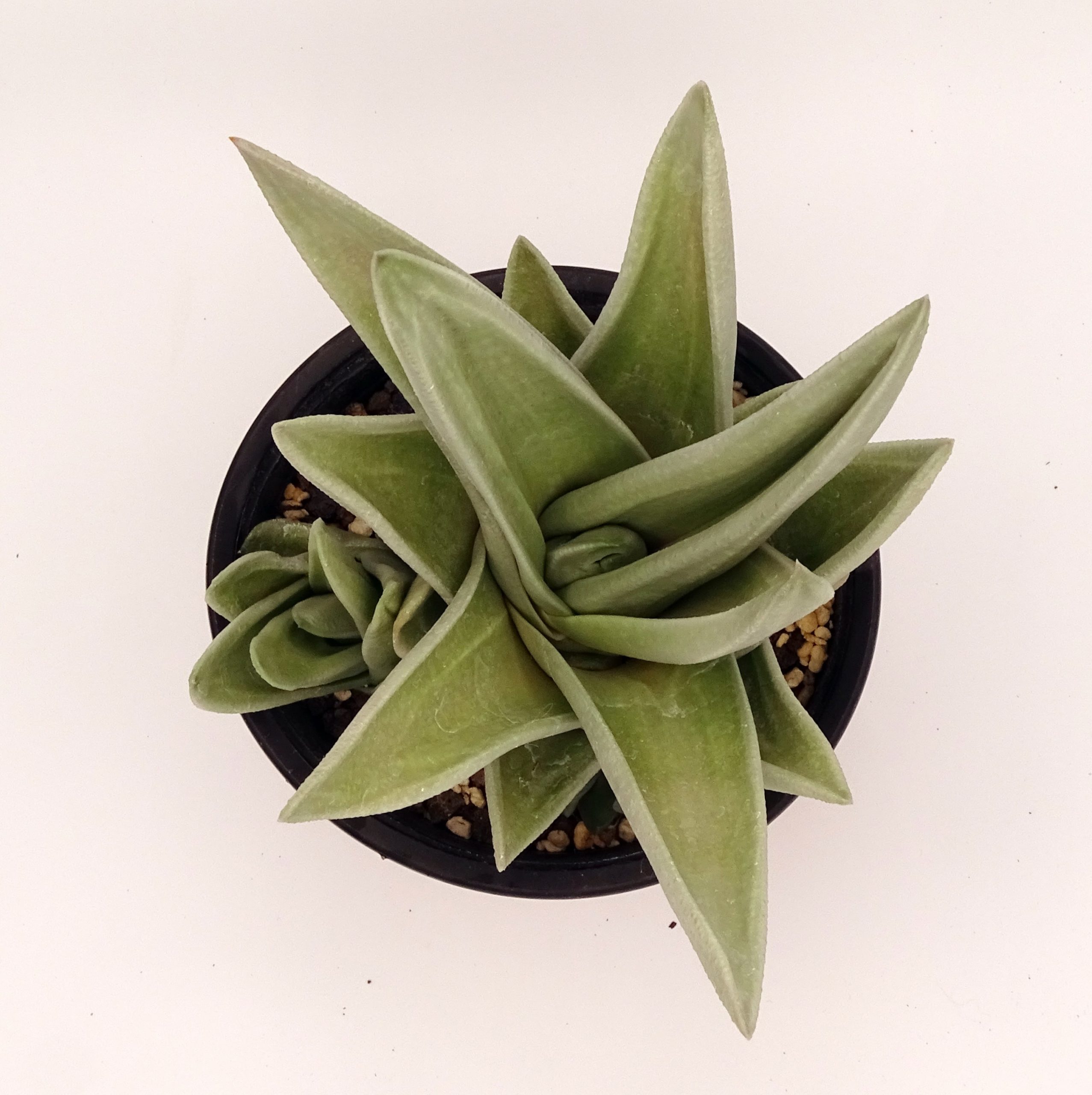 x Gasteraloe 'Green Ice' n.3 – Image 4