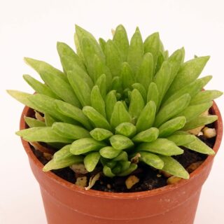 haworthia-kikuhigasa 1-min