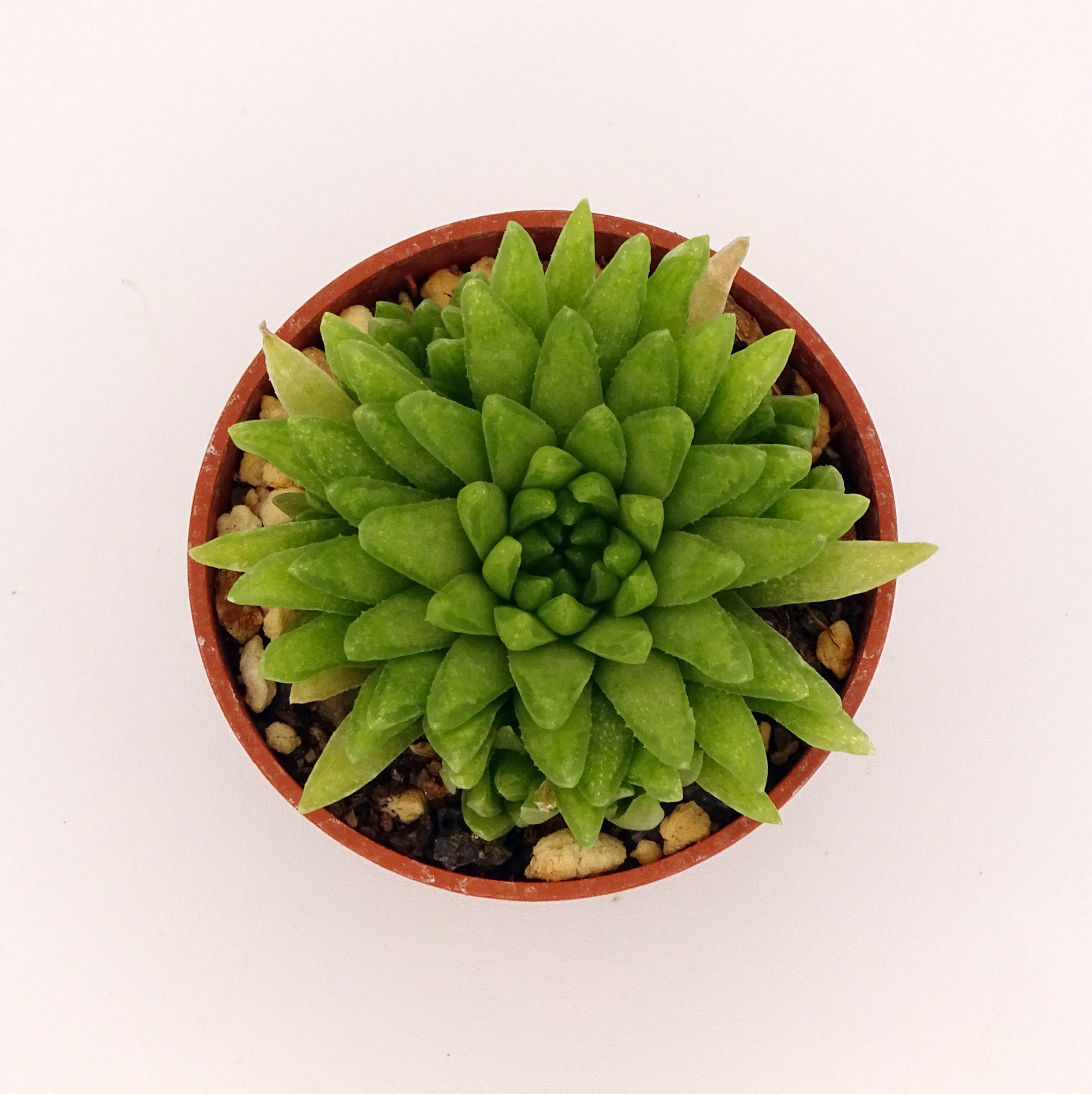 Haworthia 'Kikuhigasa' – Image 3