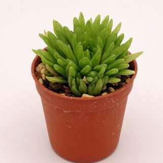 haworthia-kikuhigasa 4-min