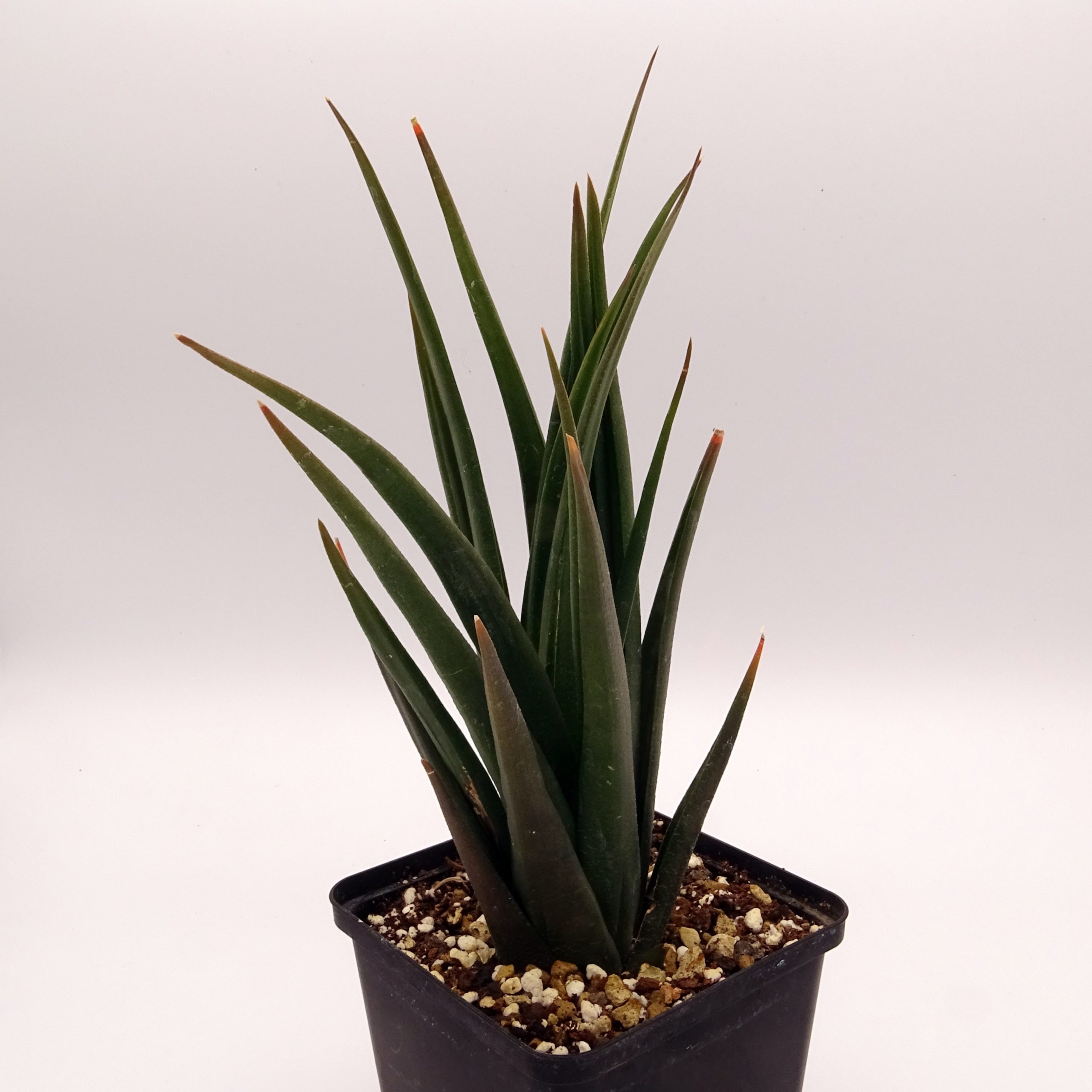 Haworthia longiana