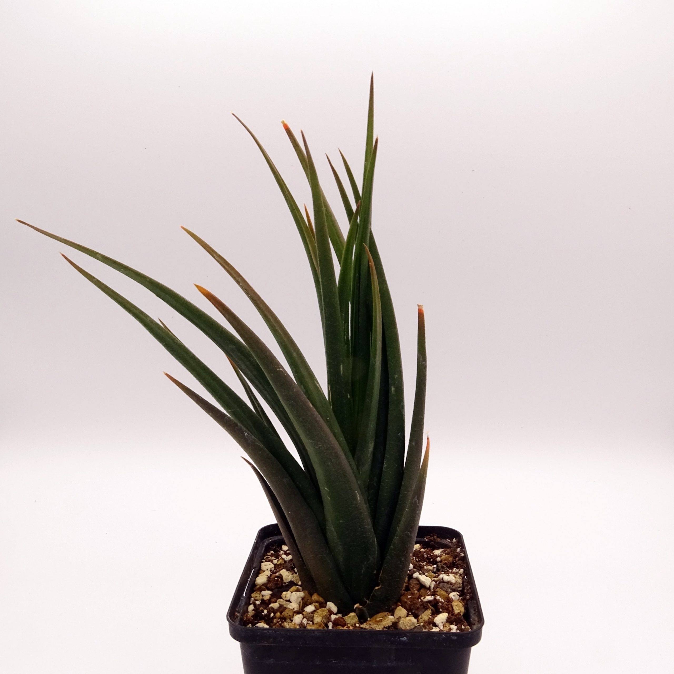 Haworthia longiana – Image 2