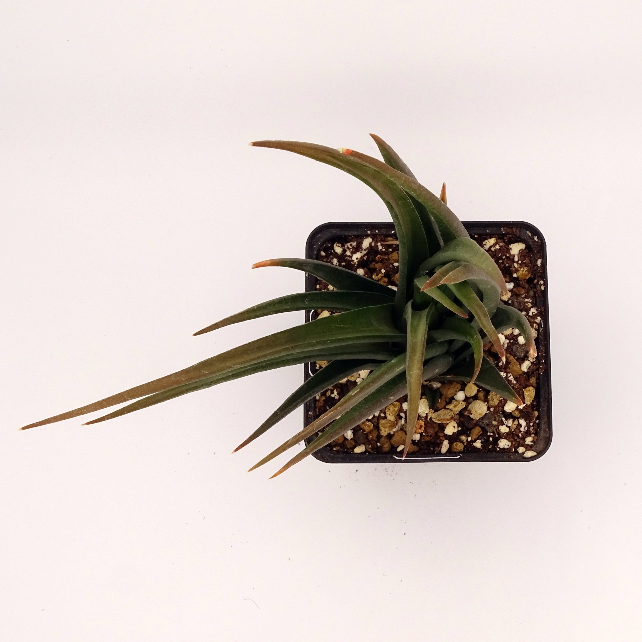 Haworthia longiana – Image 3