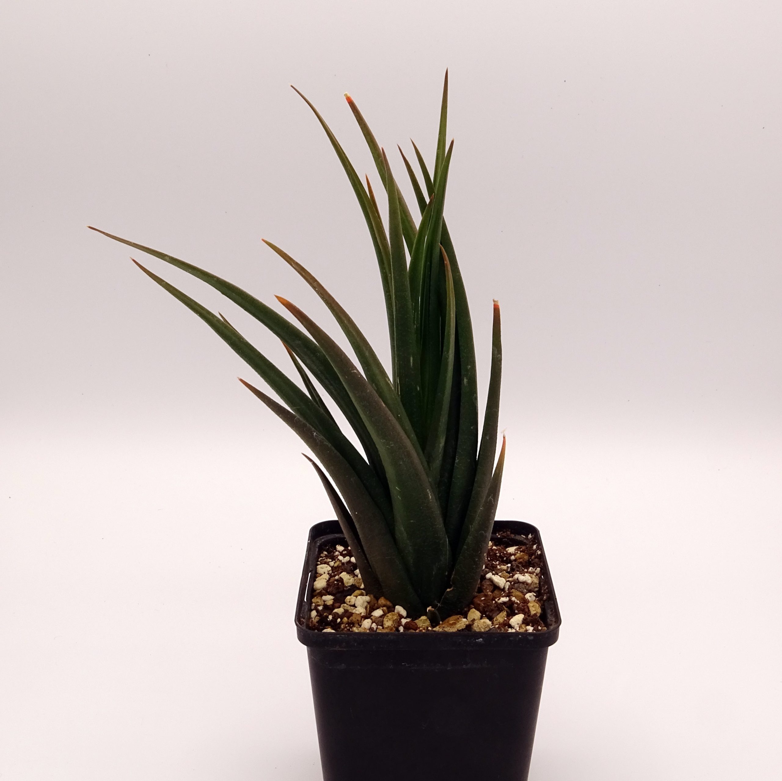 Haworthia longiana – Image 4