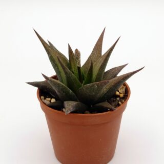 haworthia-longiana x comptoniana 1-min