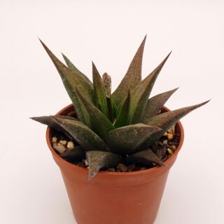 haworthia-longiana x comptoniana 2-min